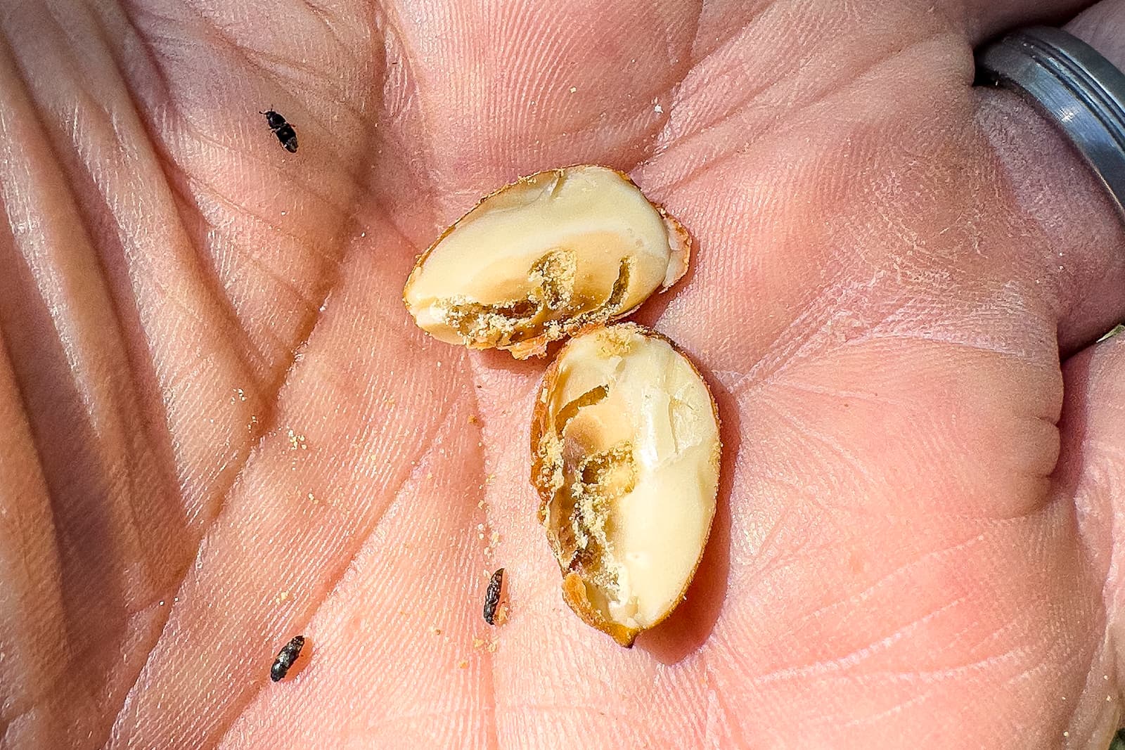 A close-up of a hand holding a split peanut with small black insects nearby on the skin and nut.