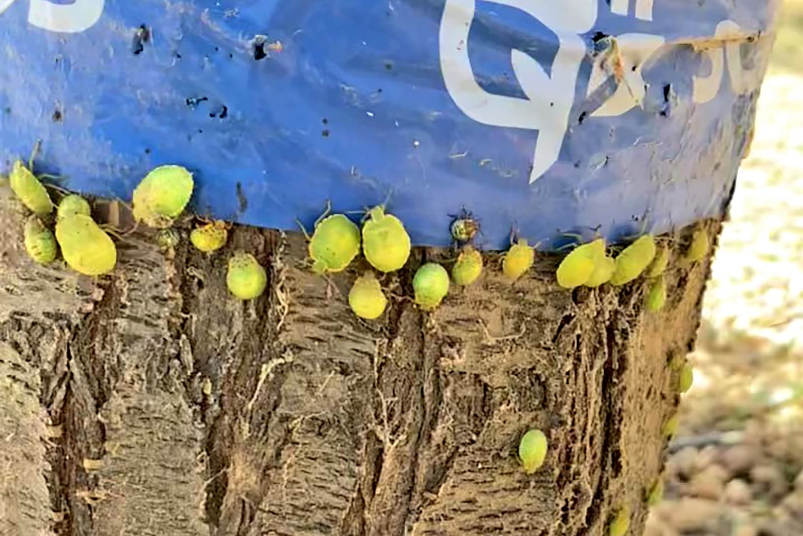 Several small, green insects are clustered on the bark of a tree that is partially wrapped in blue plastic material.