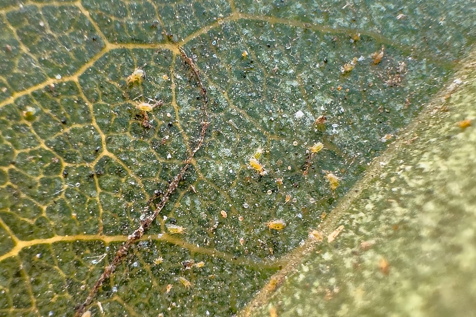 Close-up of the underside of a green leaf showing several tiny yellowish mites and fine white specks scattered across the surface.