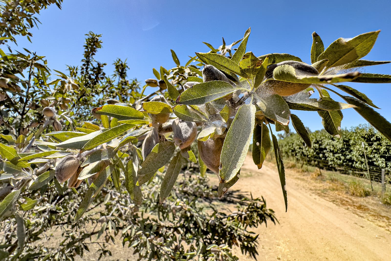 Close-up of an almond tree branch with green leaves and unripe almonds, set against a dirt path and clear blue sky in a rural orchard.