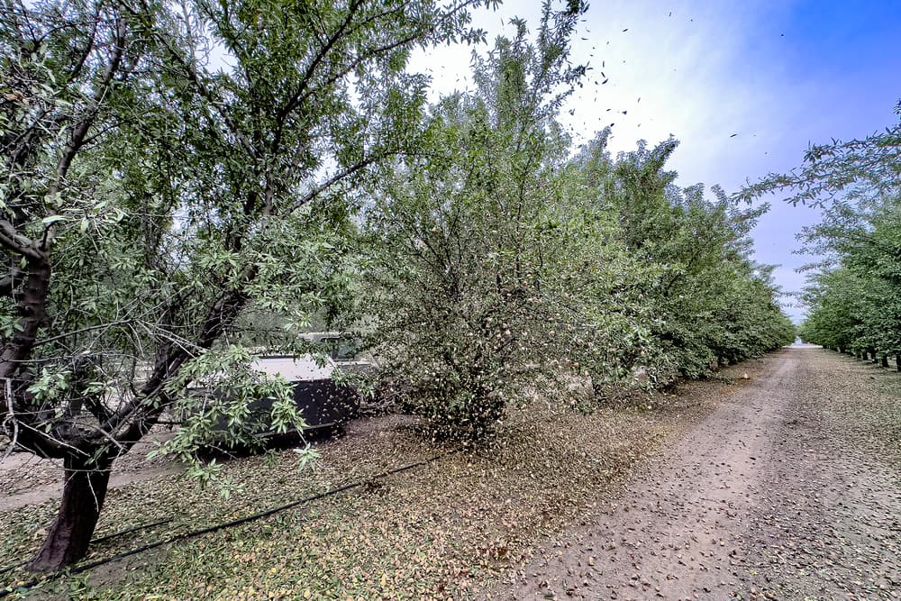 A mechanical shaker harvests almonds from trees, causing nuts and leaves to fall onto the ground along a dirt farm road.