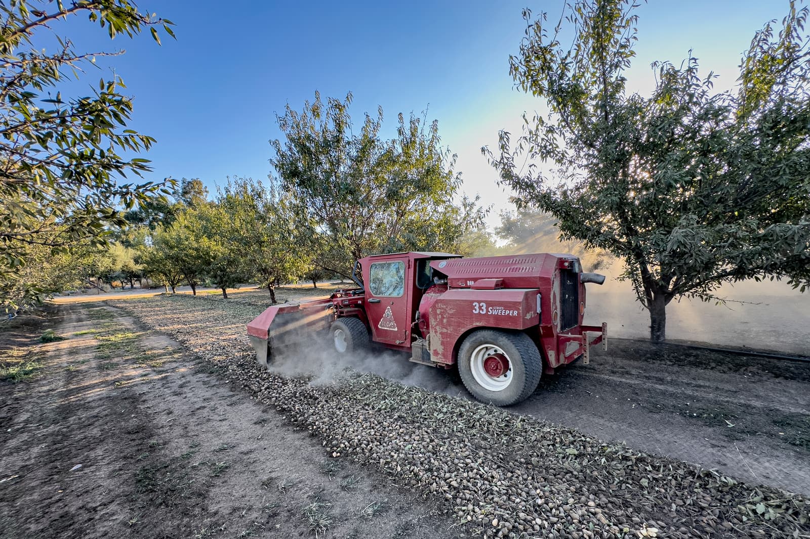 A red harvesting machine drives between rows of trees, kicking up dust and gathering nuts or fruit from the ground in an orchard.