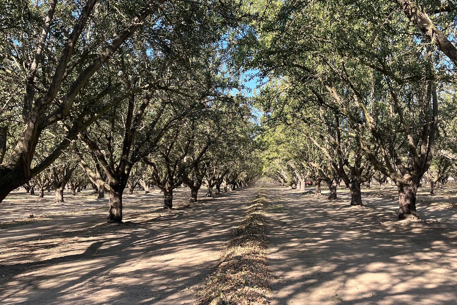 Orchard with rows of leafy trees casting shadows on dry soil under a clear blue sky.