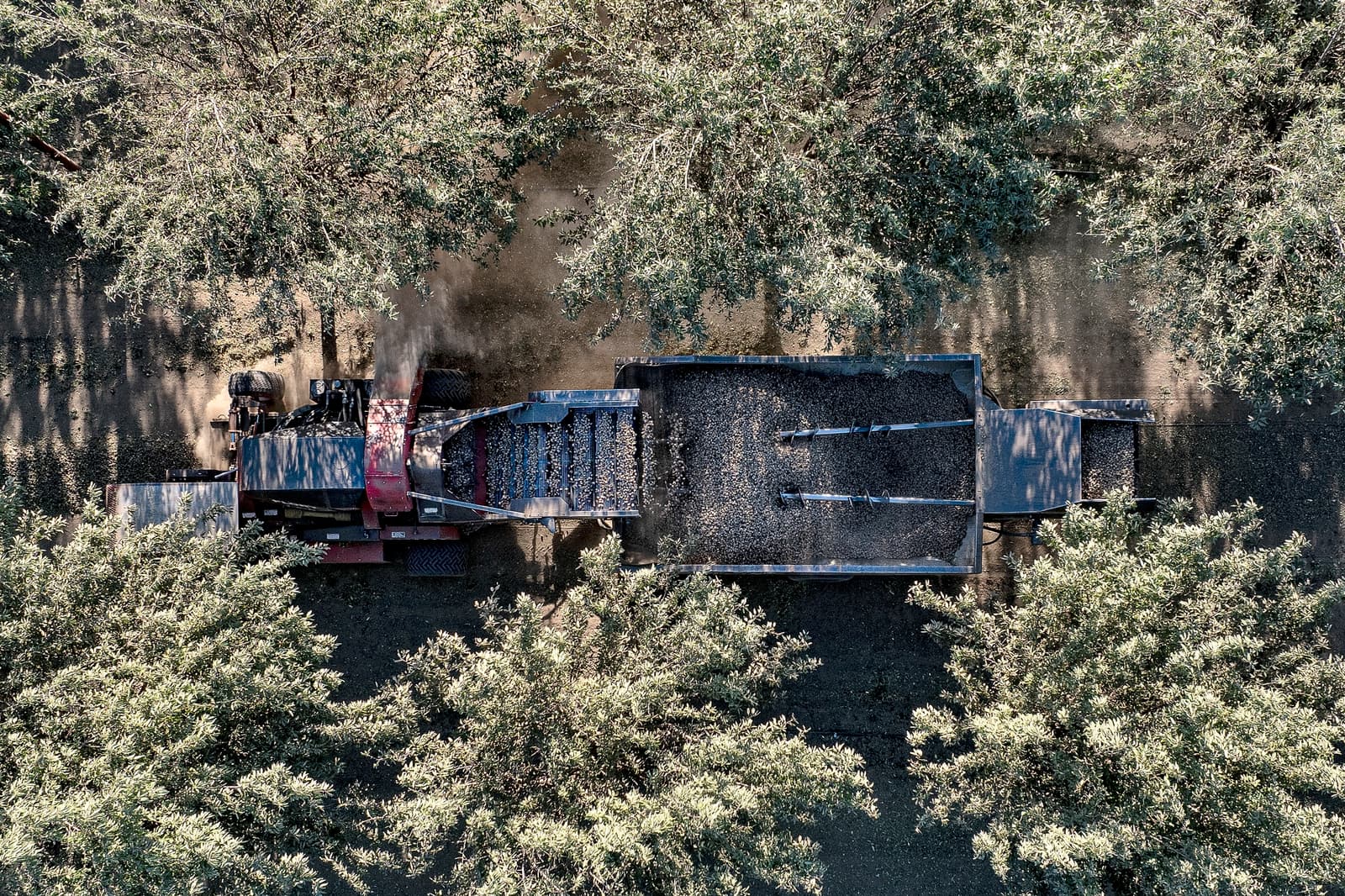 Aerial view of a red tractor harvesting crops, with its trailer filled with harvested material, under a canopy of green trees.