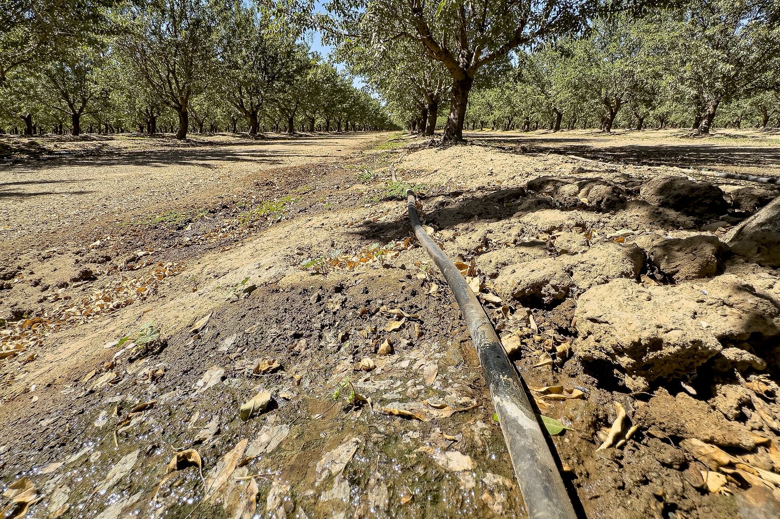 Black irrigation pipe trickling water onto dry soil in an orchard with evenly spaced trees under clear daylight.