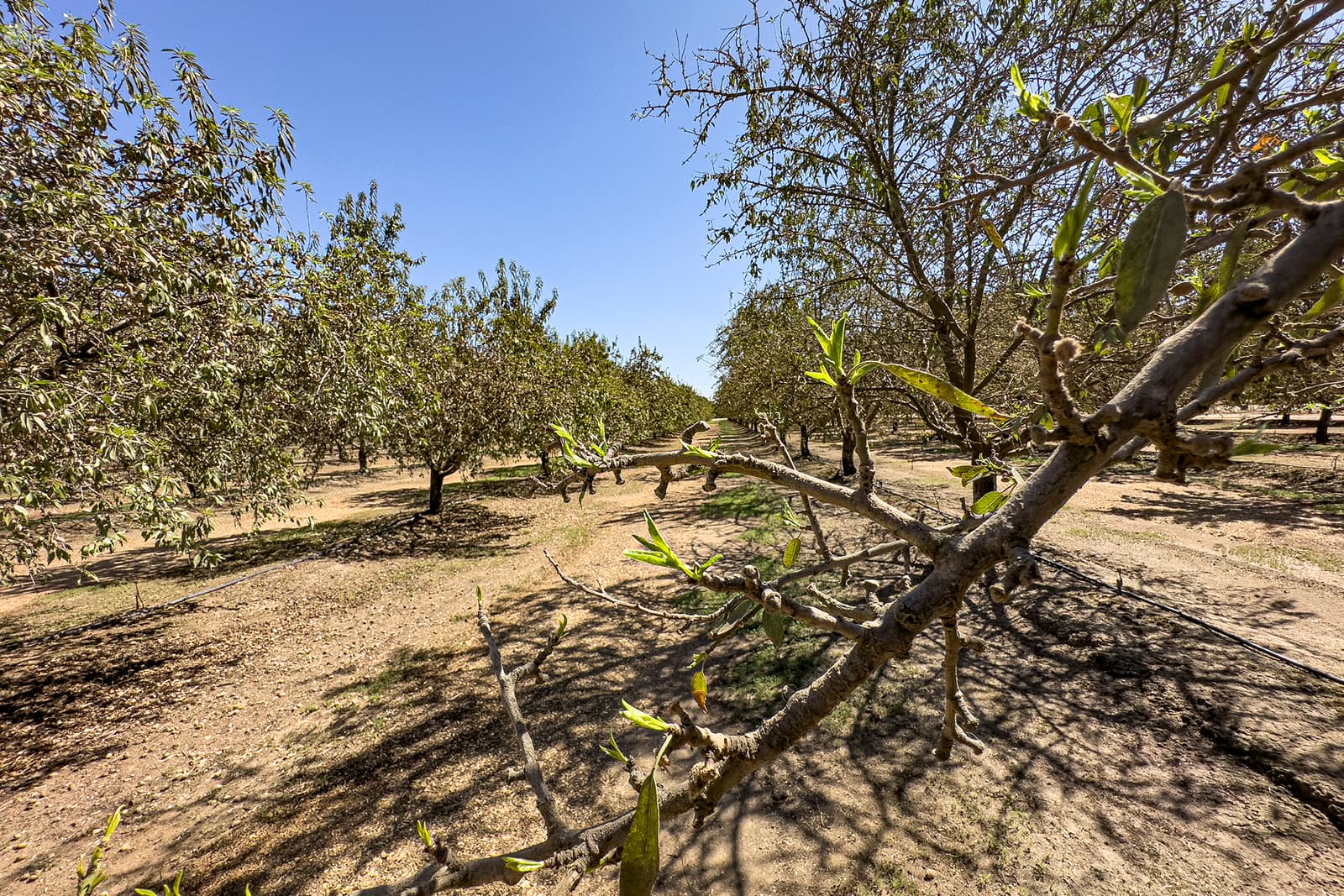 Rows of trees with sparse leaves and dry, cracked soil under a clear blue sky, possibly in an orchard during a dry season.