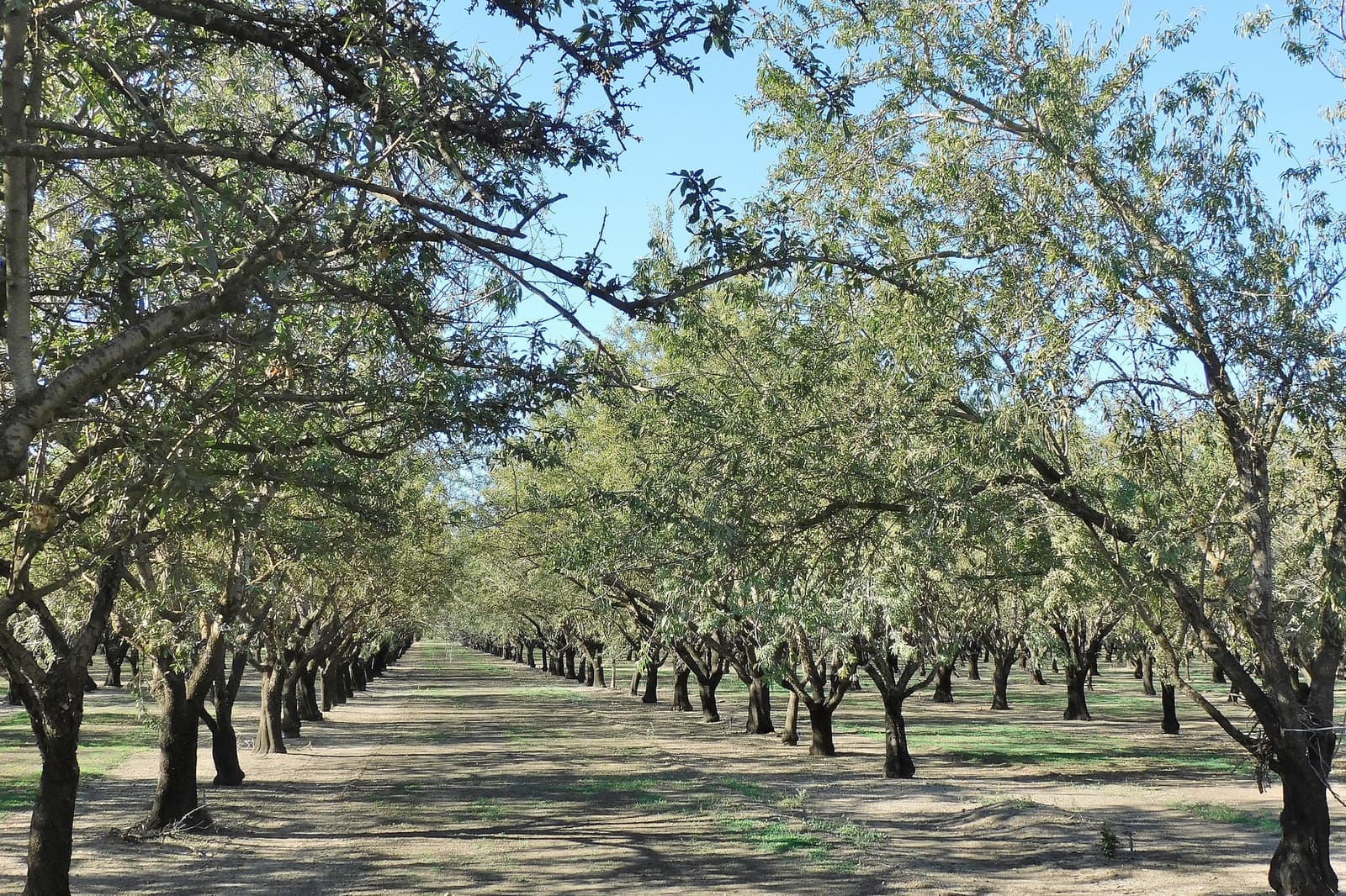 Rows of evenly spaced trees in an orchard with sunlight casting shadows on the ground and a clear blue sky above.