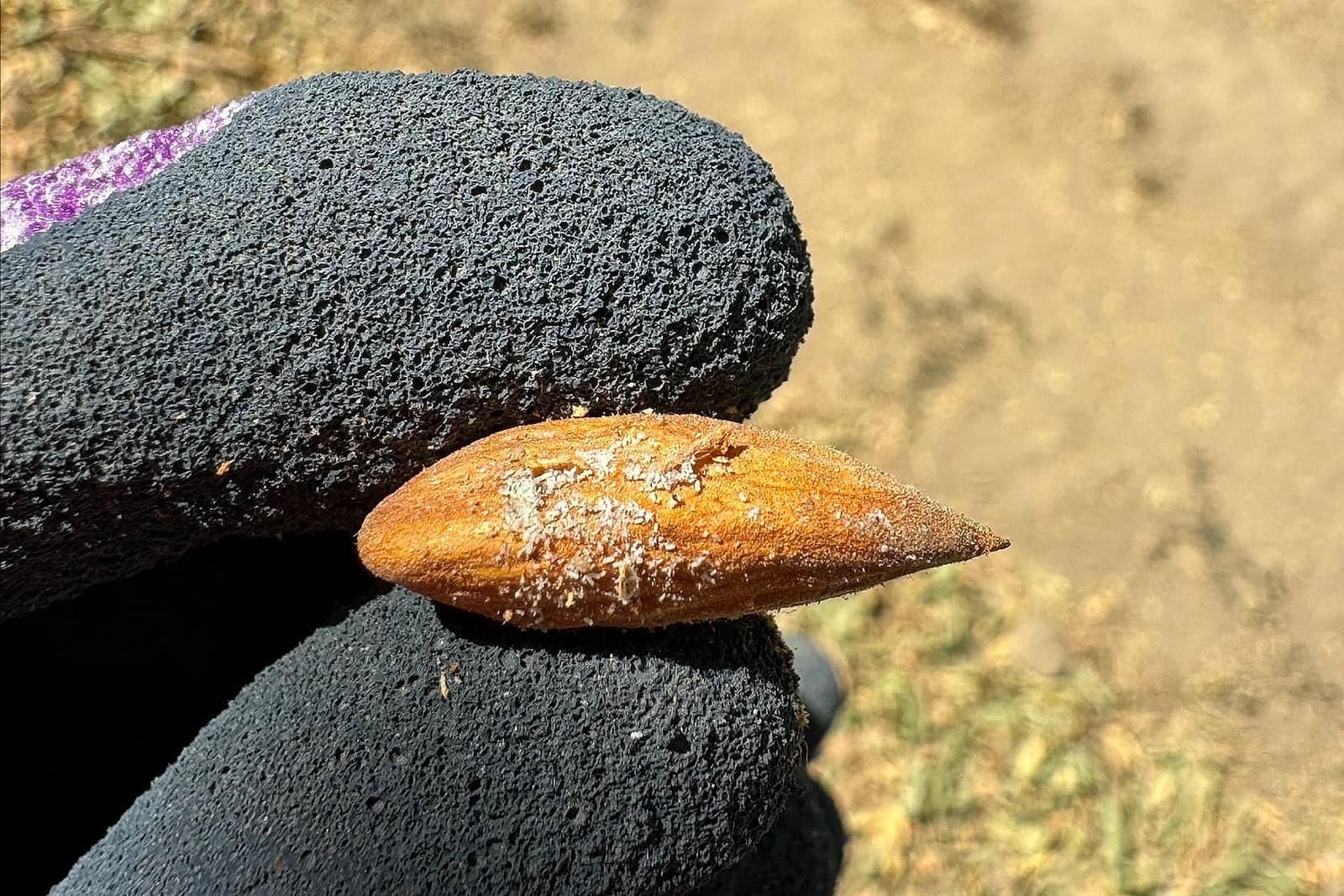 A gloved hand holds a brown almond with a white powdery substance on its surface; blurry ground and grass are visible in the background.