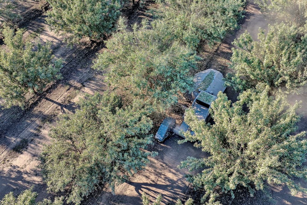 Aerial view of a vehicle partially hidden beneath tree branches in a grove; dirt paths and rows of trees are visible.