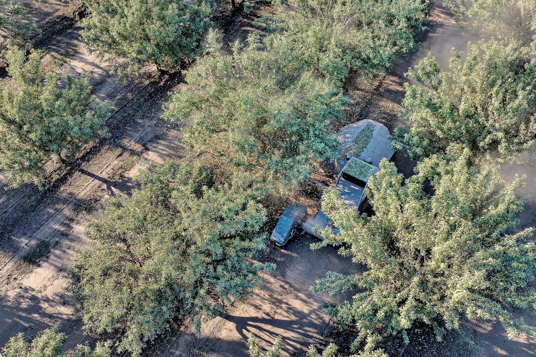 Aerial view of a vehicle partially hidden beneath tree branches in a grove; dirt paths and rows of trees are visible.
