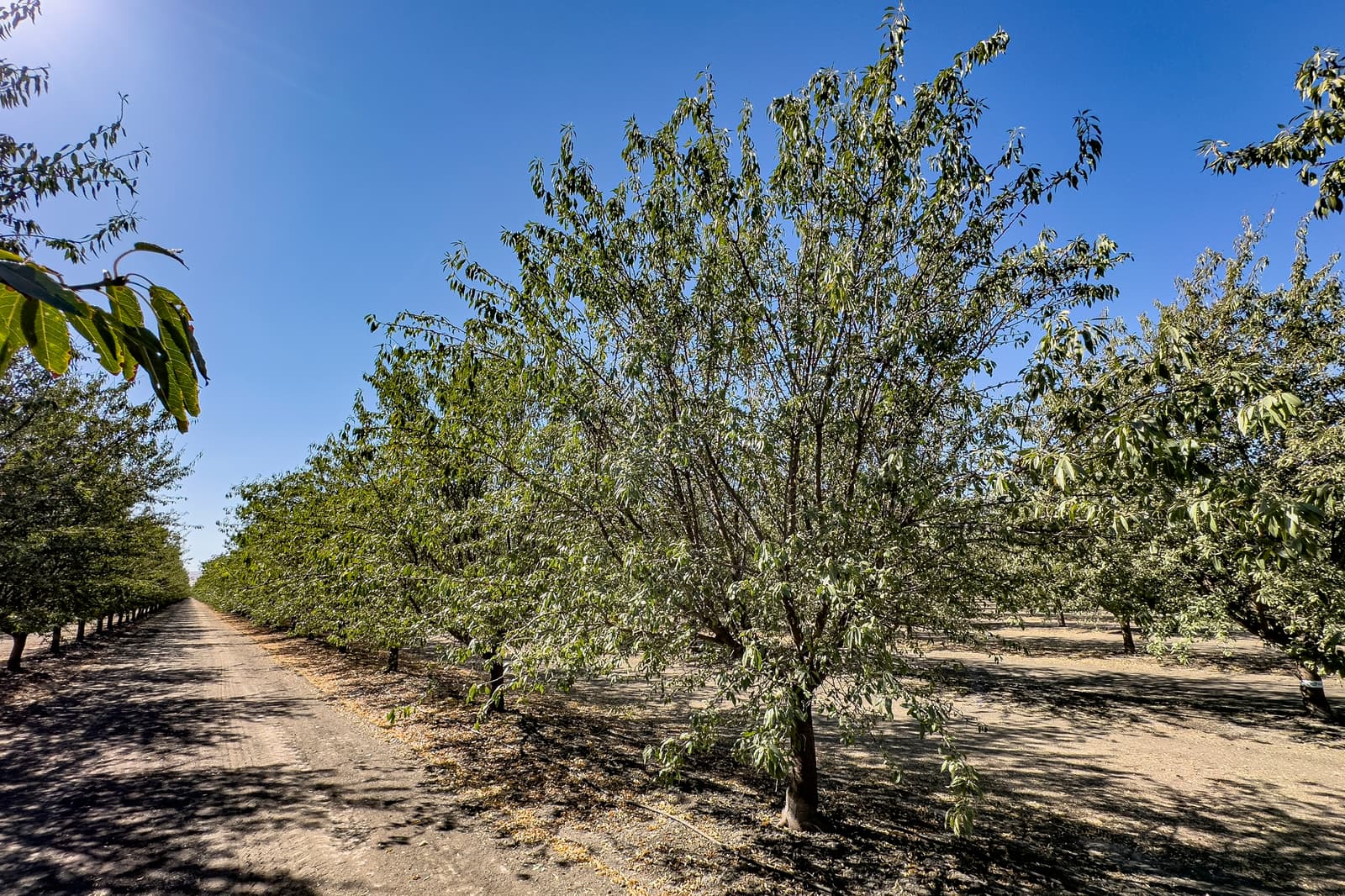 Rows of trees grow on either side of a dirt path under a clear blue sky, with sunlight casting shadows on the ground.