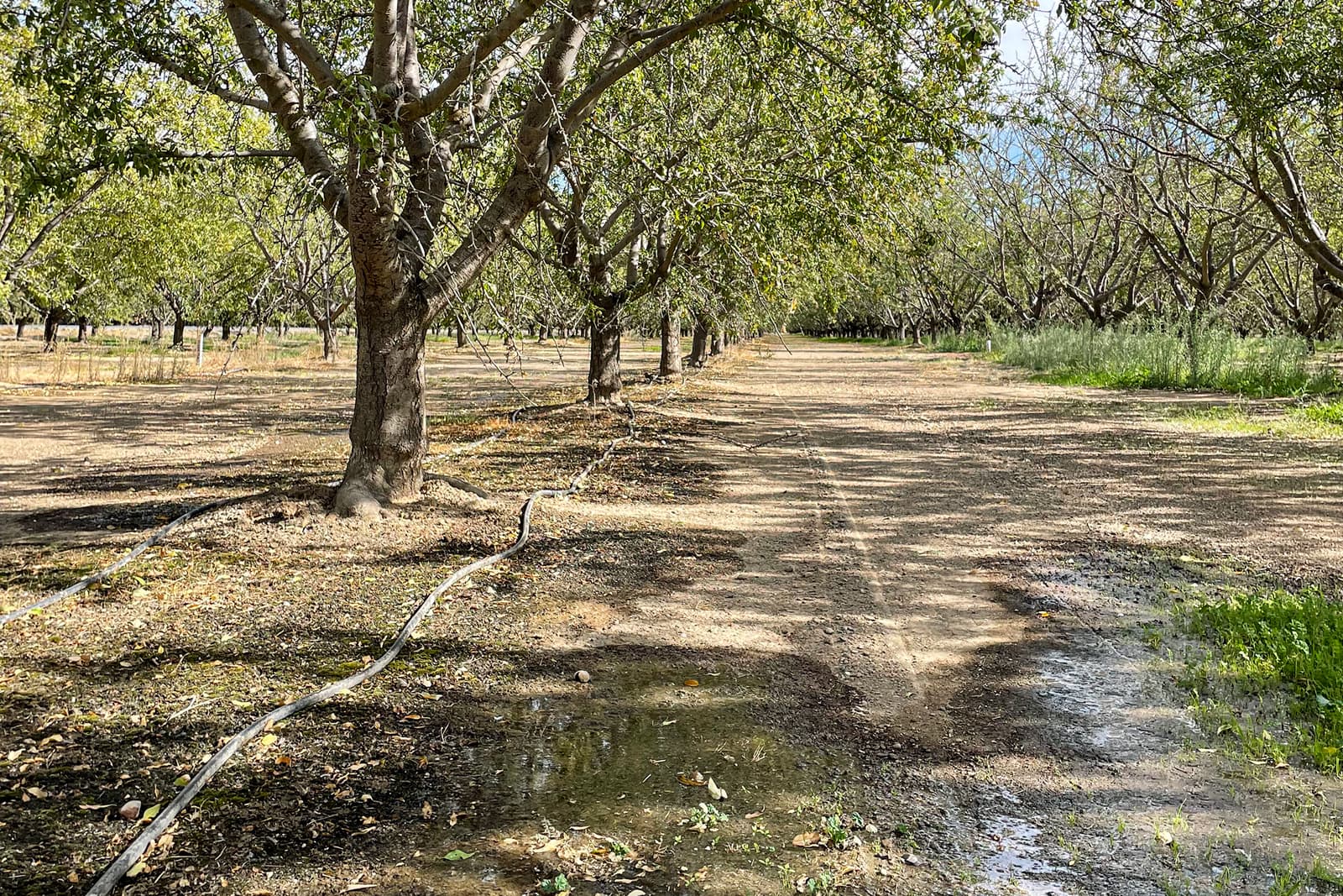 Rows of trees in an orchard with a dirt path, some green grass, and irrigation pipes visible on the ground under sunlight.