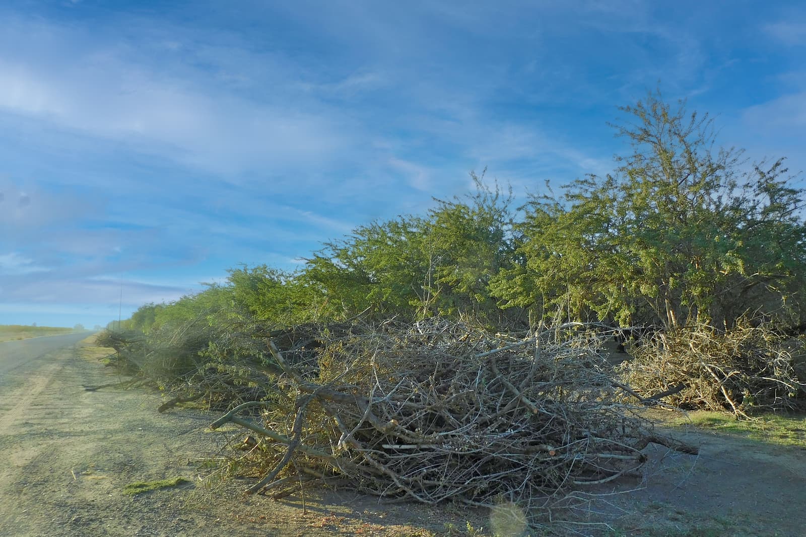 Dry branches and shrubs are piled along a dirt road under a bright blue sky with scattered clouds.