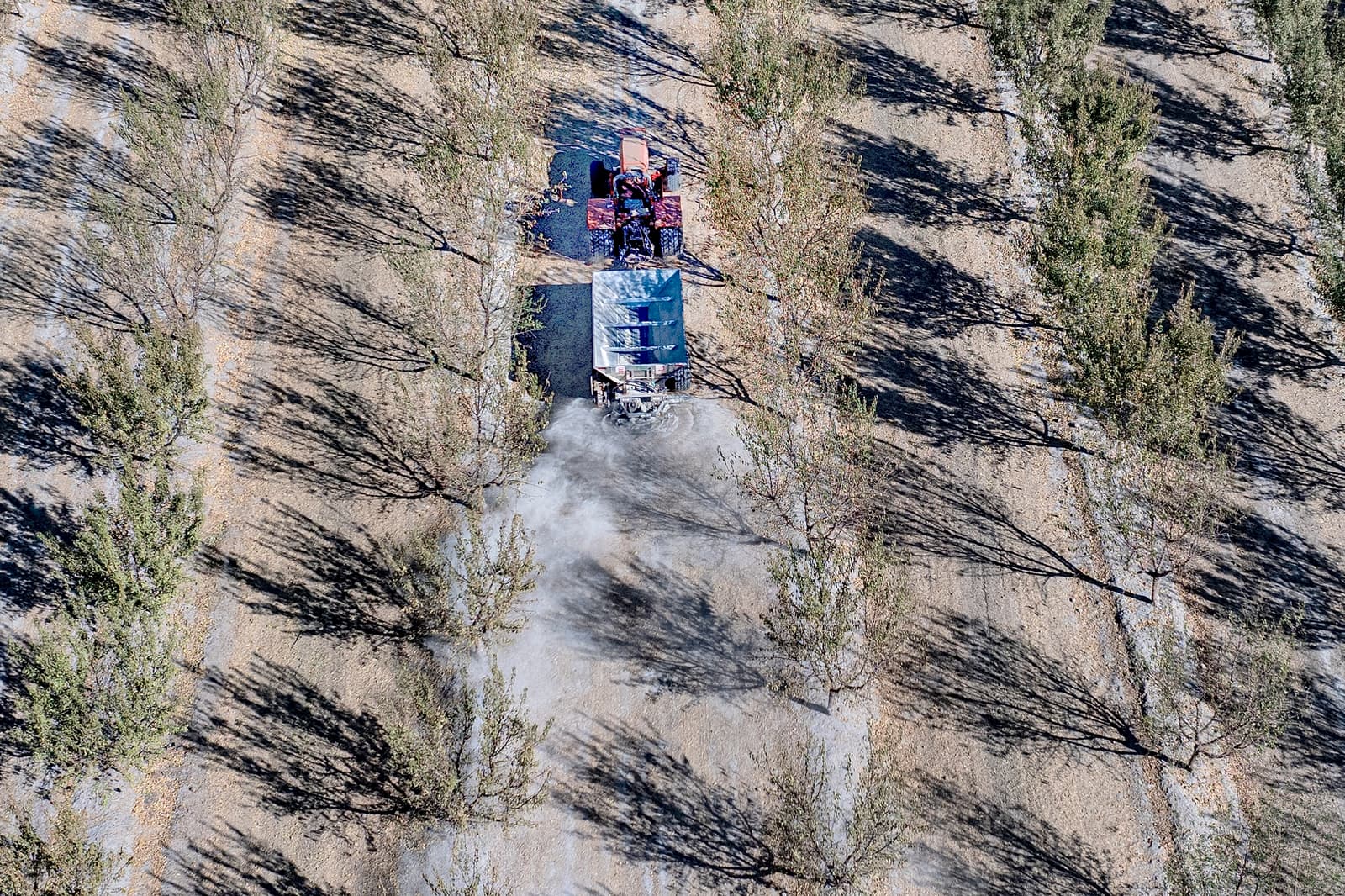 A tractor drives between evenly spaced rows of trees in an orchard, spraying a substance onto the ground, casting long shadows on the soil.