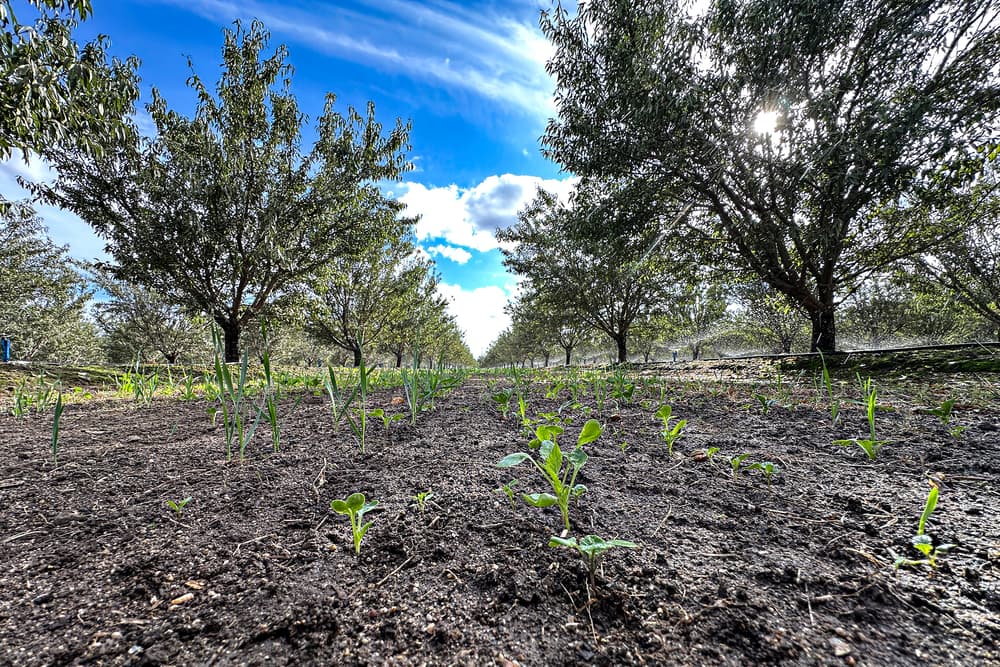Rows of young green plants grow in soil beneath mature trees, with blue sky and scattered clouds overhead. Sunlight filters through the branches.