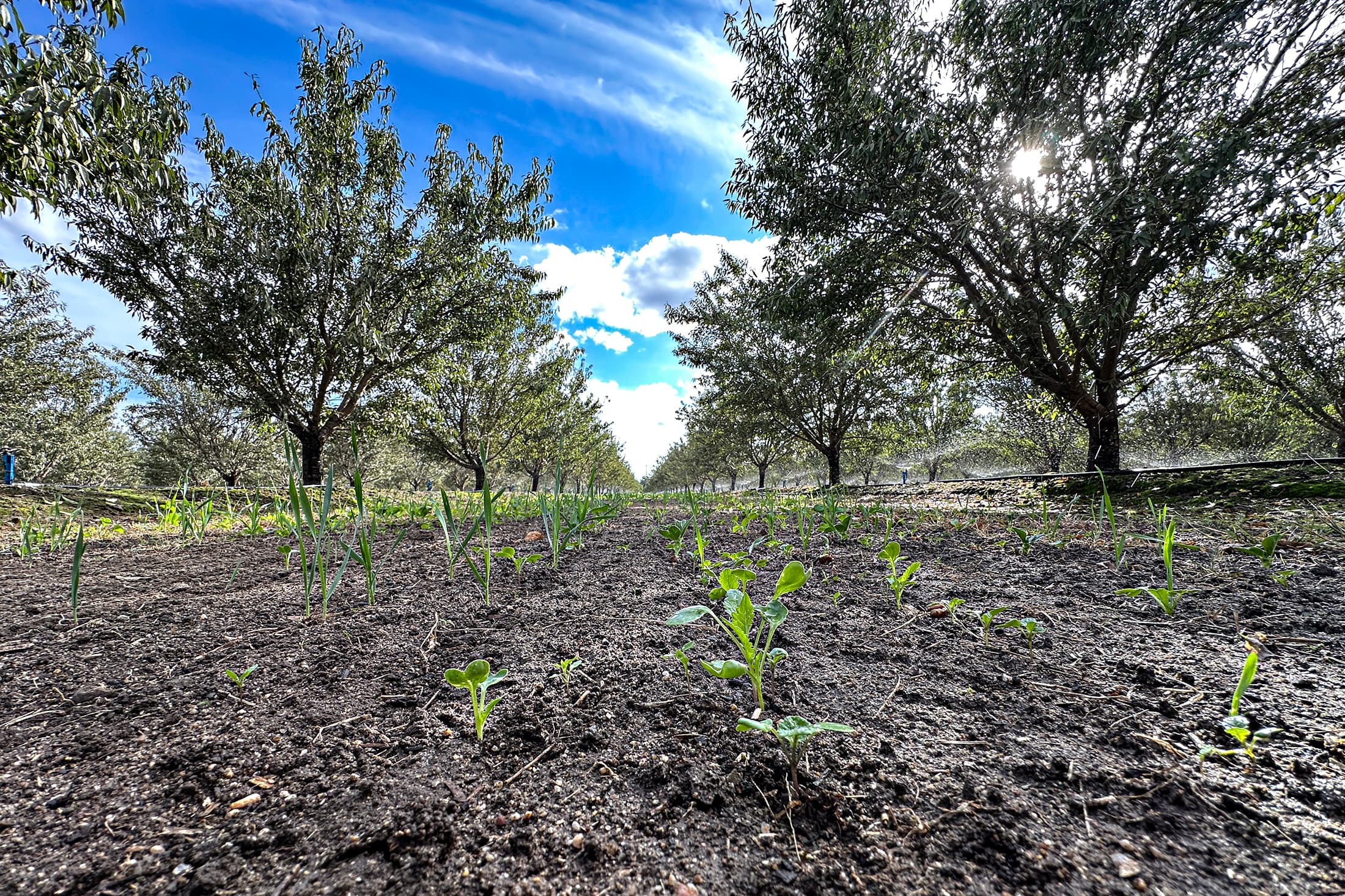 Rows of young green plants grow in soil beneath mature trees, with blue sky and scattered clouds overhead. Sunlight filters through the branches.