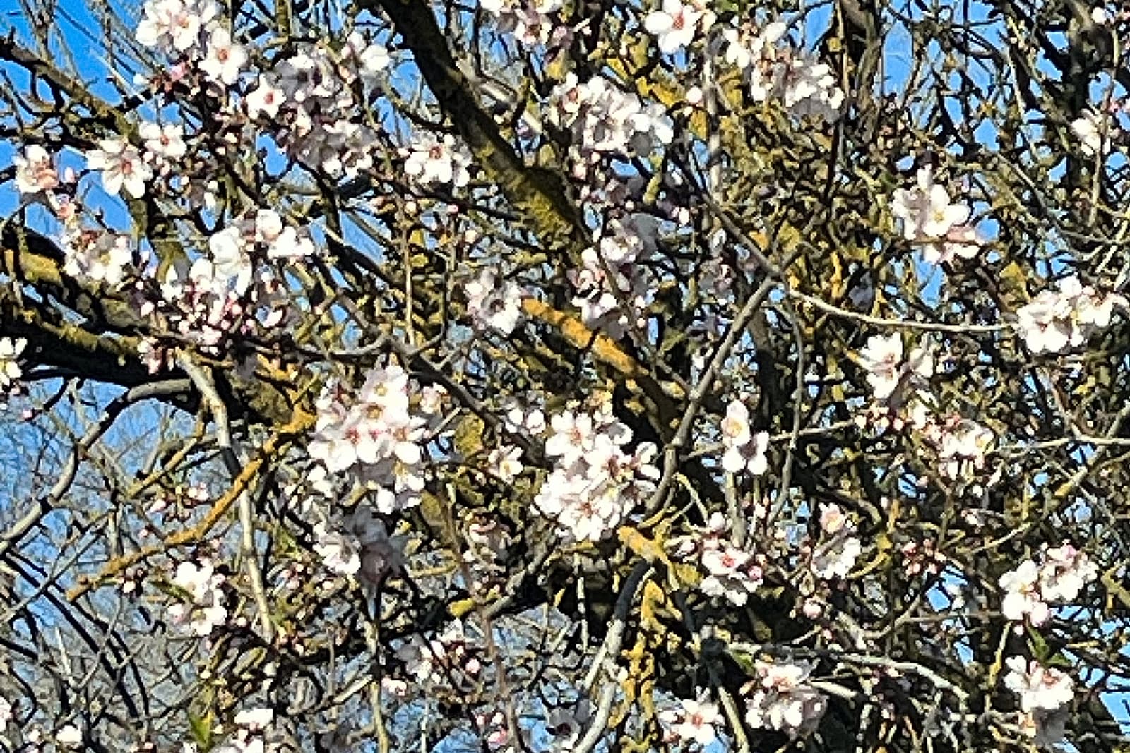 Tree branches with clusters of small white and pink blossoms against a blue sky.