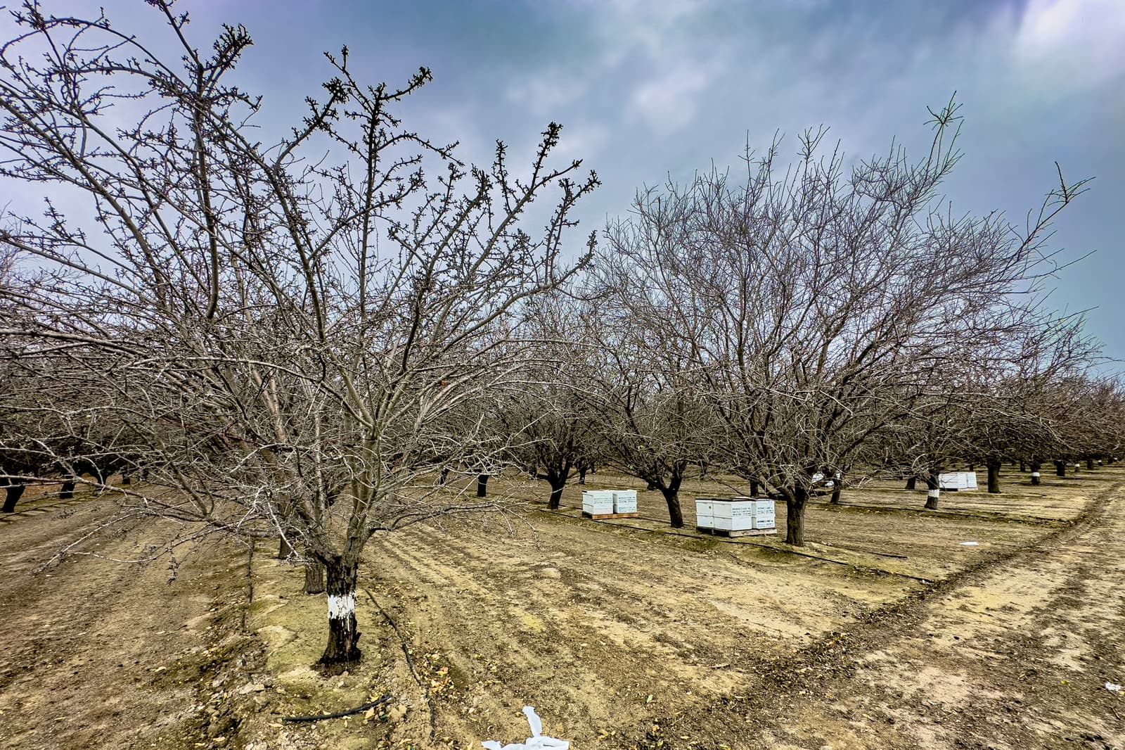 Rows of bare trees with white-painted trunks stand in a dry, neatly arranged orchard under a cloudy sky. White boxes are placed at intervals between the trees.