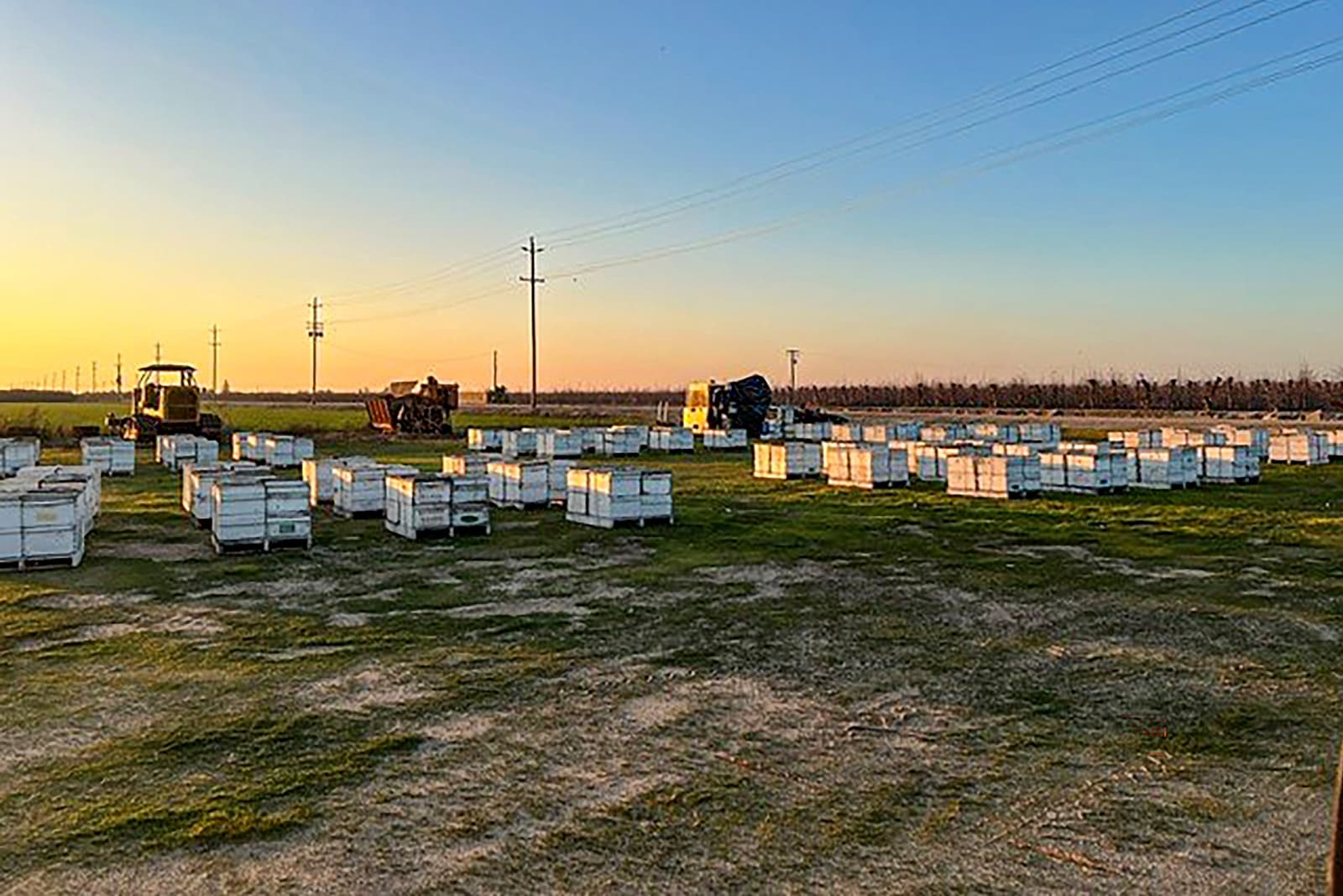 White beehives are arranged in rows on grassy ground with trucks and tractors nearby under a clear sky at sunset.