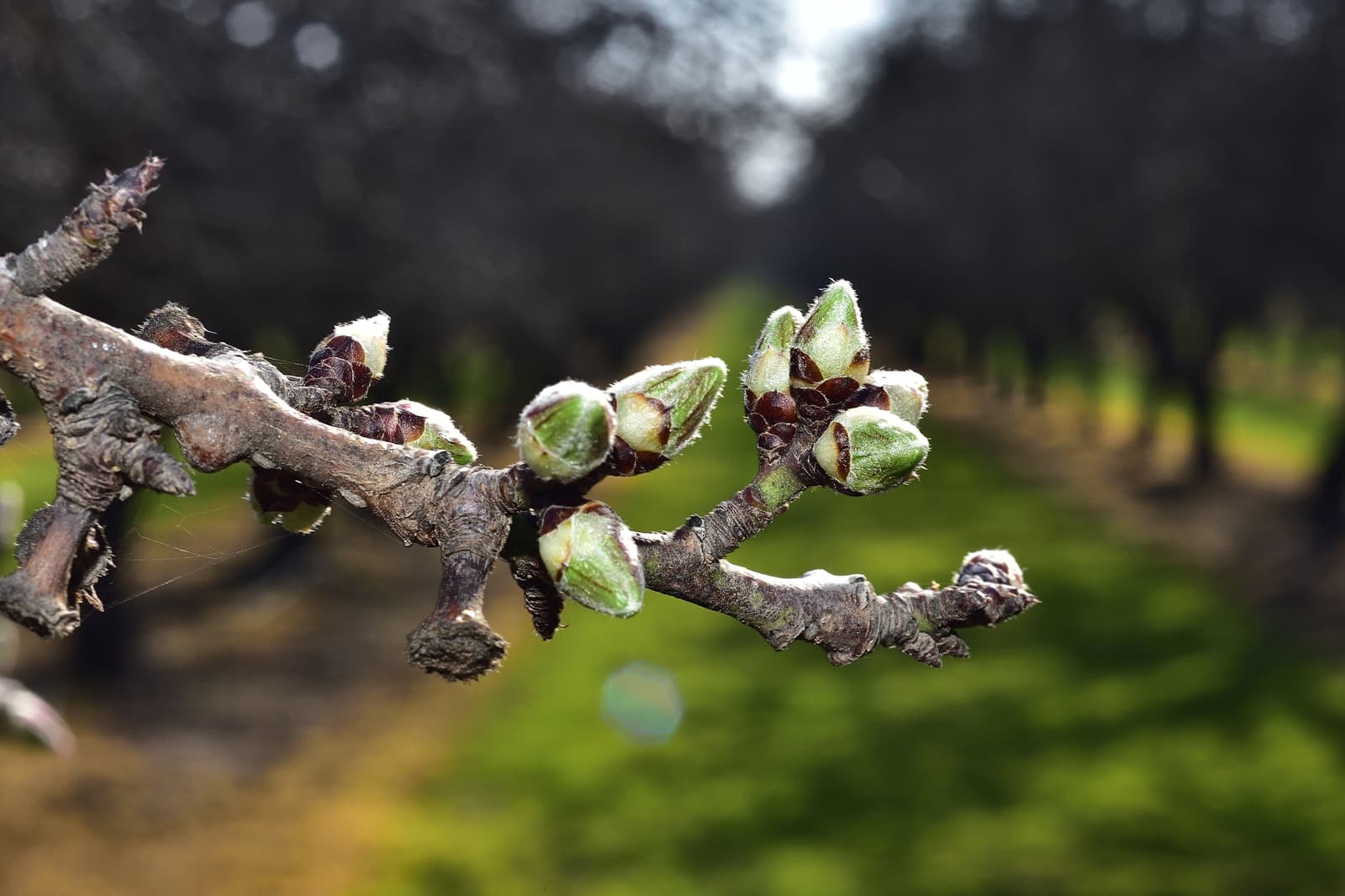 Close-up of a tree branch with several green buds beginning to open, with a blurred background of a grassy orchard.