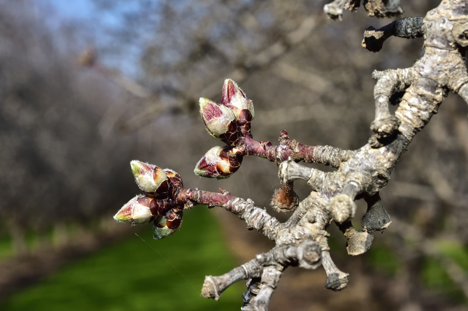 Close-up of tree branch with multiple buds preparing to bloom, set against a blurred background of more trees and green grass.
