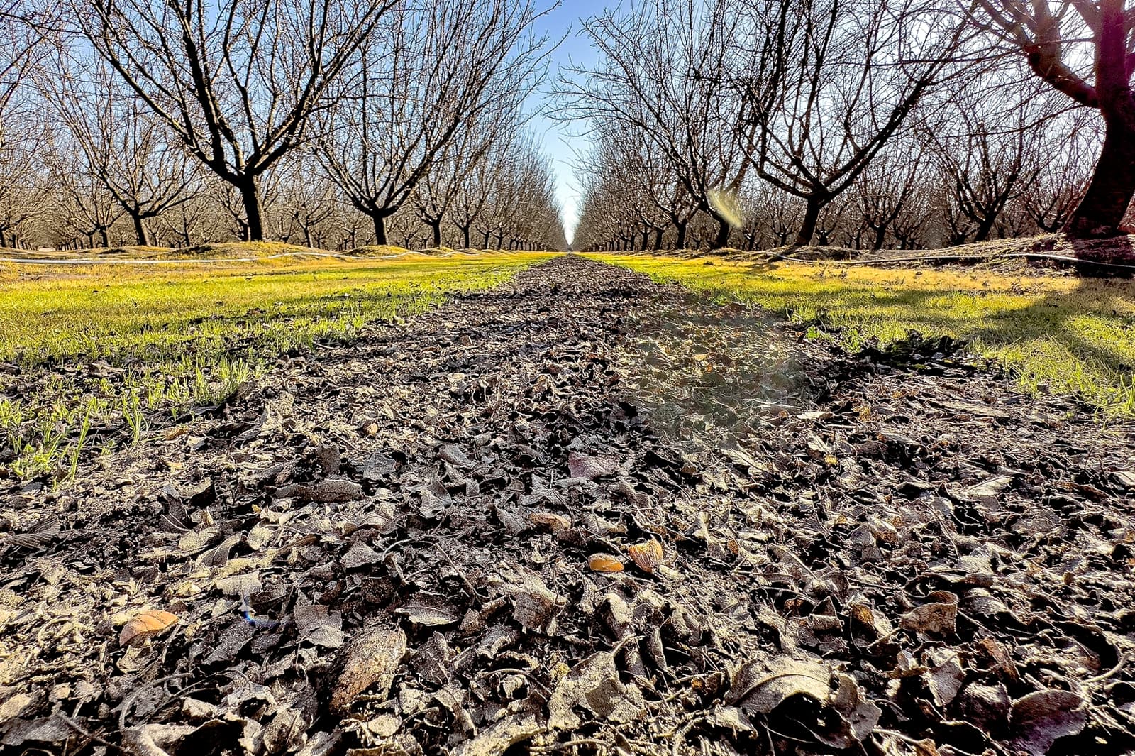 A ground-level view of a tree orchard with leaf litter covering the soil and rows of bare trees extending into the distance under a clear sky.