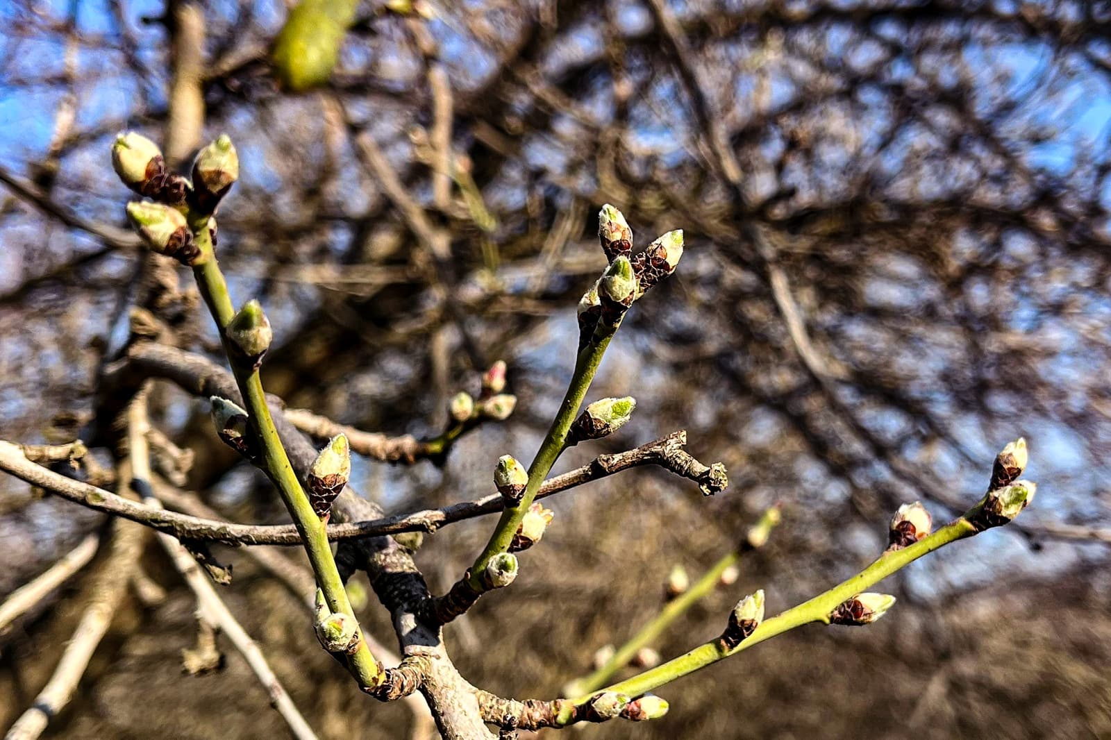 Close-up of tree branches with small buds beginning to open, indicating early spring growth, with a blurred background of more branches and a blue sky.