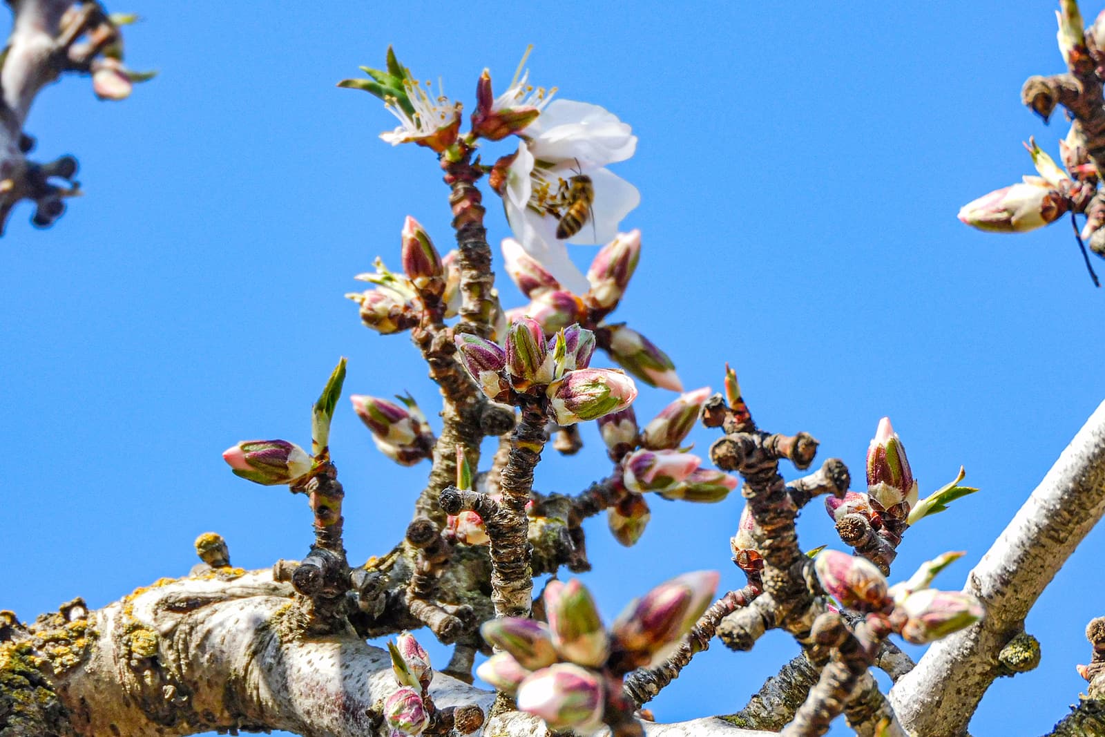 A bee collects nectar from a white blossom on a tree branch with multiple buds, all set against a clear blue sky.