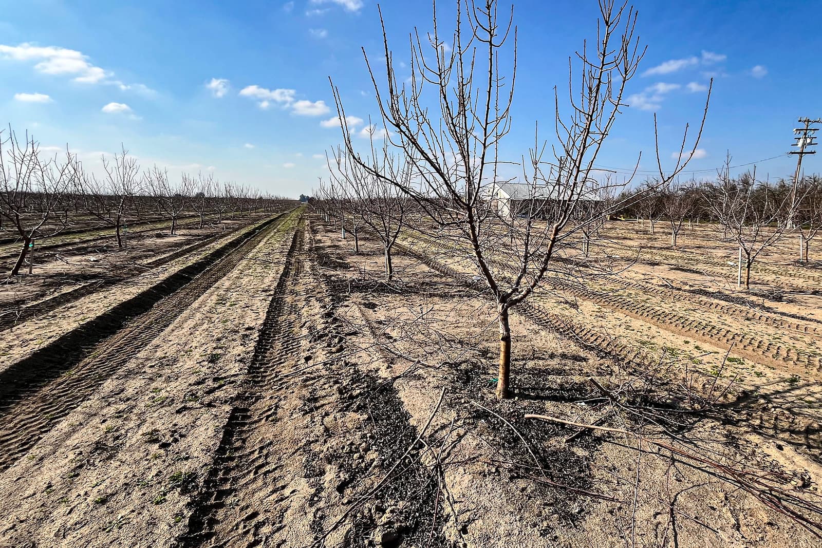 Rows of young, leafless trees in a dry, plowed orchard under a blue sky with scattered clouds. Tire tracks are visible in the soil.