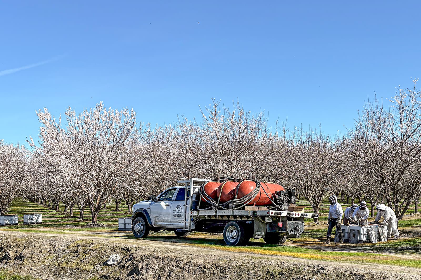 A work truck with large orange tanks is parked near blooming orchard trees, while several people load crates nearby under a clear blue sky.