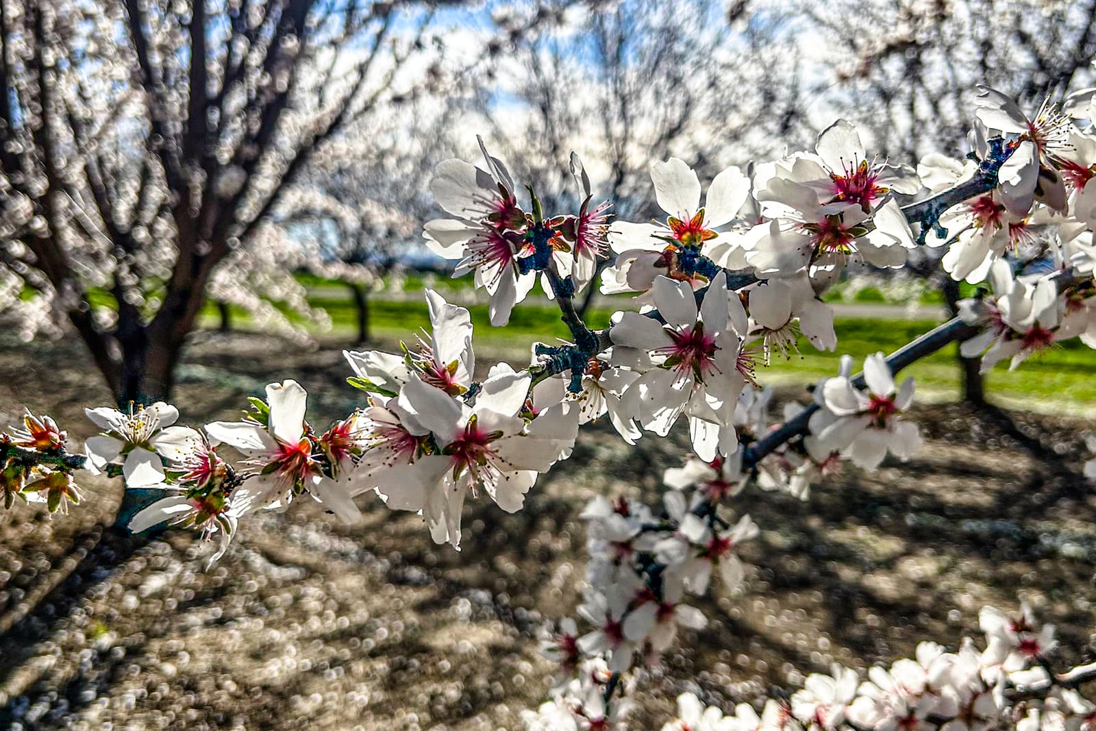 A close-up of a tree branch covered in white flowers with red centers, set in a sunlit orchard with more blossoming trees in the background.
