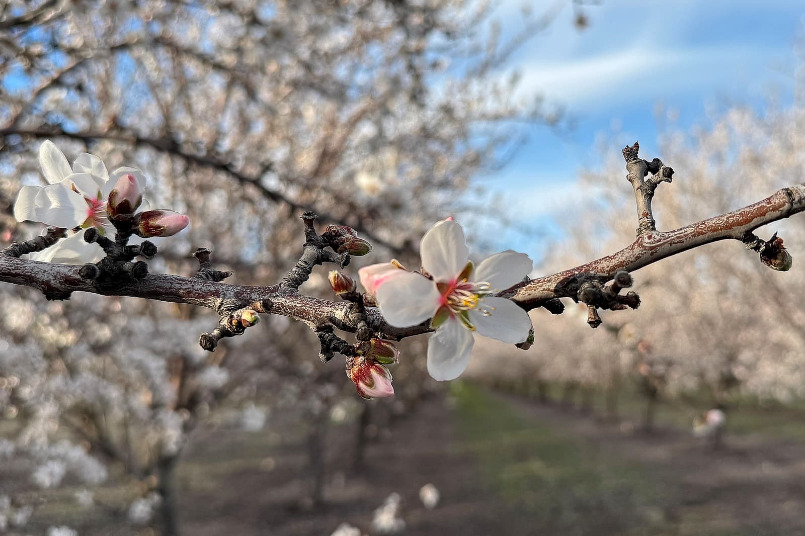 Close-up of a tree branch with white blossoms and buds, with rows of similar trees in the blurred background under a blue sky.