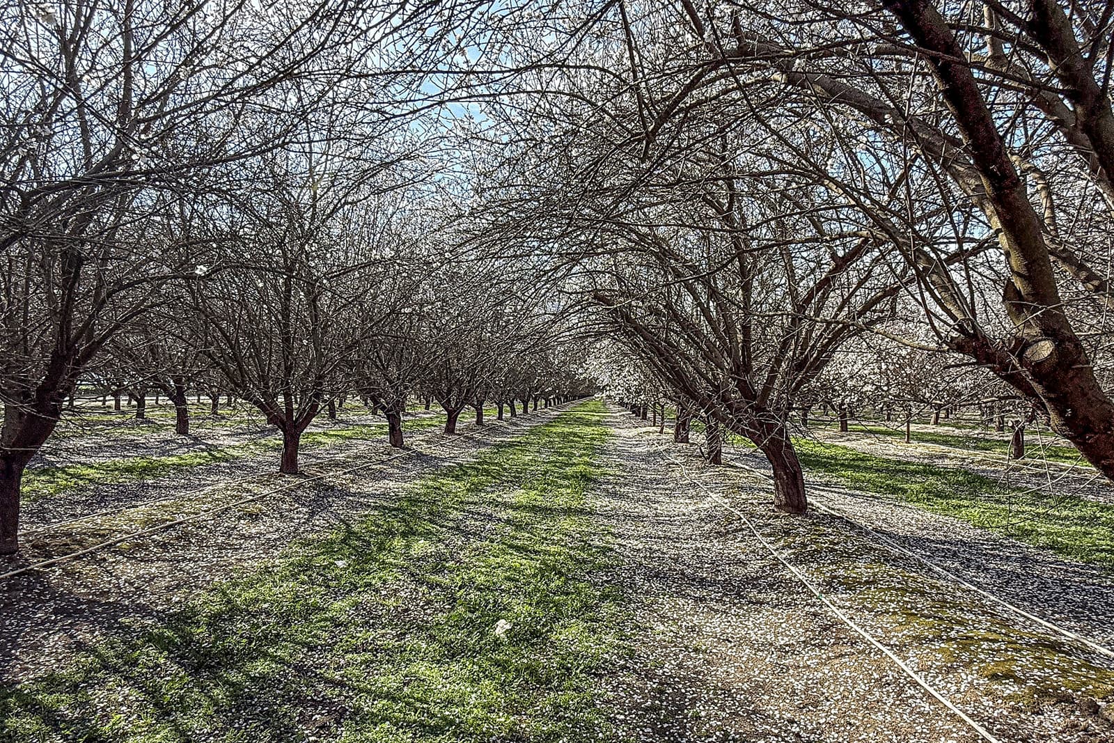 Rows of leafless trees stand in an orchard, with green grass and scattered white petals covering the ground beneath a bright sky.