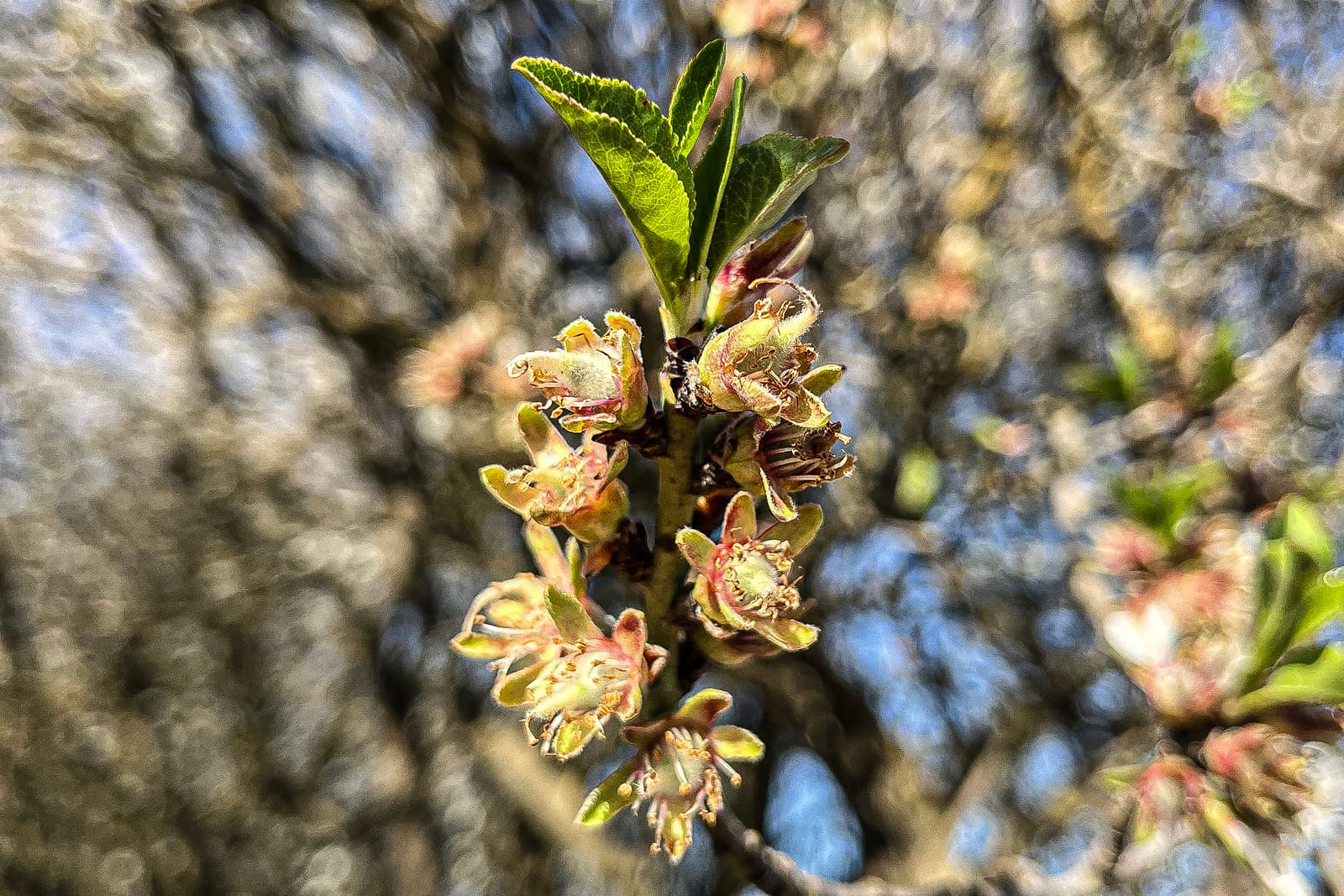 Close-up of small, budding flowers and green leaves on a tree branch, with a blurred background of more branches and blue sky.