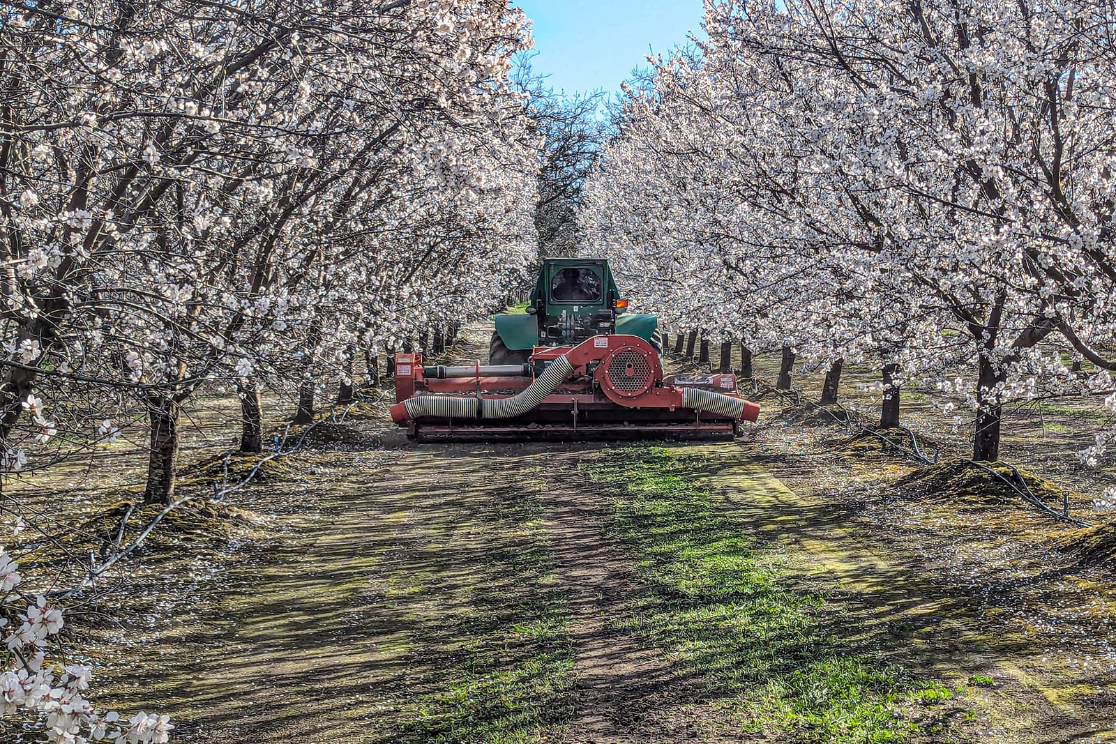 A tractor with harvesting equipment moves between rows of blossoming trees in an orchard on a sunny day.