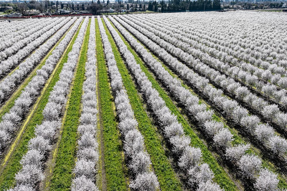 Aerial view of a large orchard with rows of trees covered in white blossoms, separated by green grass, stretching into the distance.