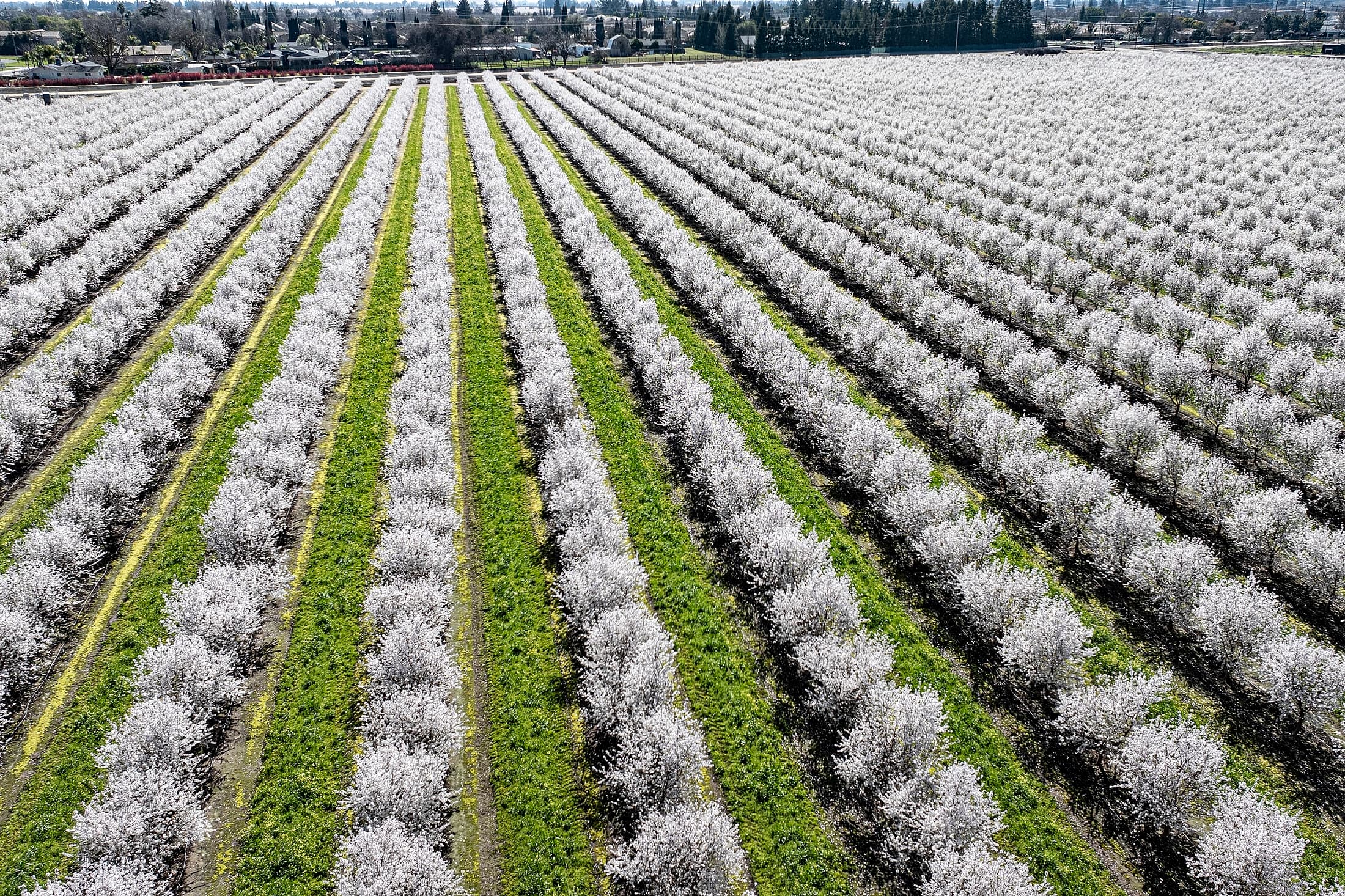 Aerial view of a large orchard with rows of trees covered in white blossoms, separated by green grass, stretching into the distance.