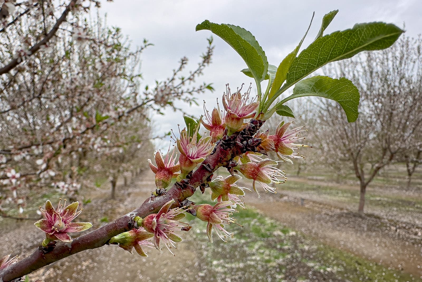 Close-up of a tree branch with pink blossoms and emerging green leaves; an orchard with other trees is visible in the blurred background.