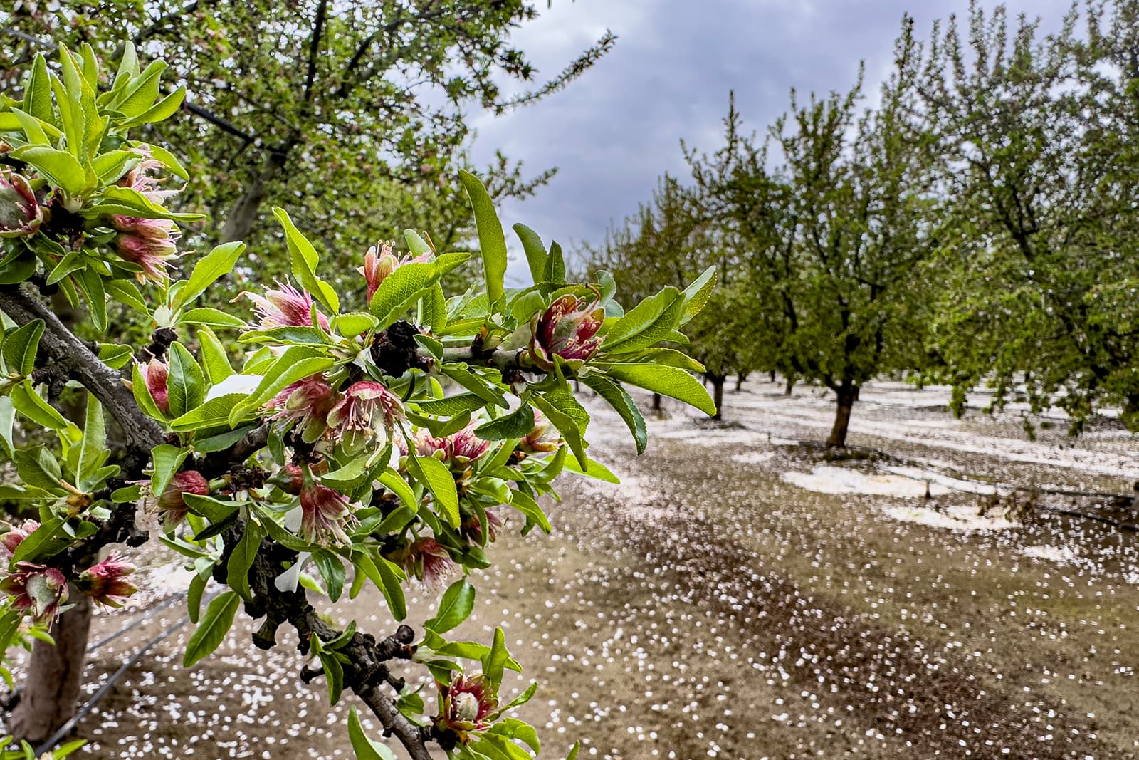 A close-up of almond tree branches with blossoms, set in an orchard with fallen petals covering the ground under overcast skies.
