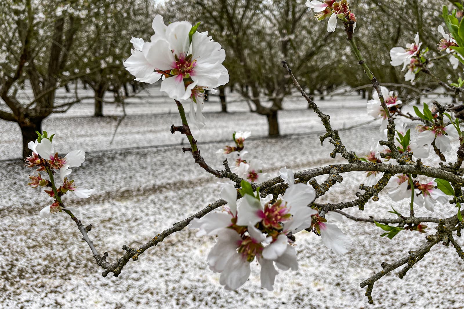 A branch with white blossoms in focus, set against a background of trees in a field with light snow covering the ground.