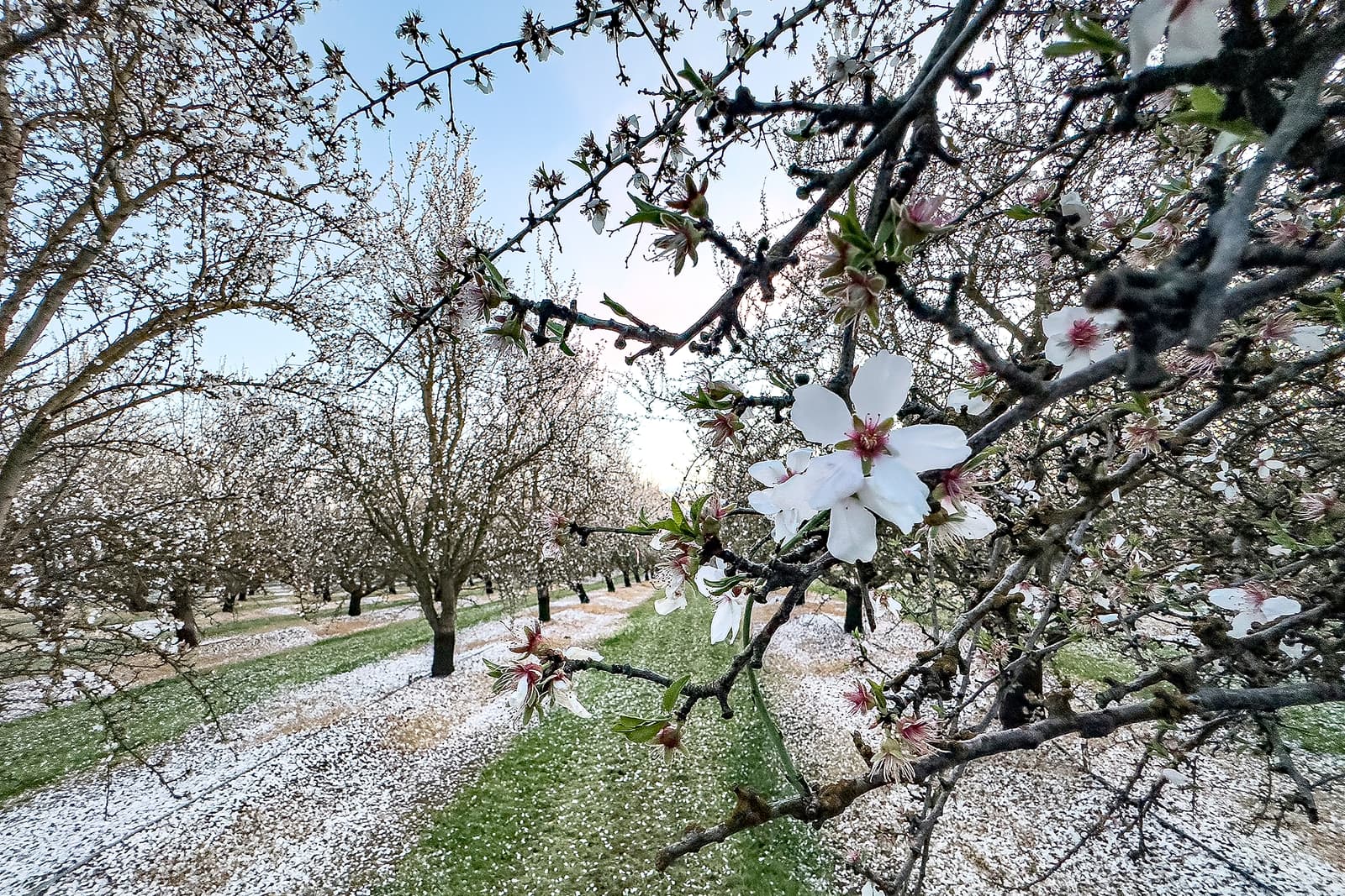 Rows of blooming trees in an orchard, with white flowers on the branches and petals scattered on the grass below.