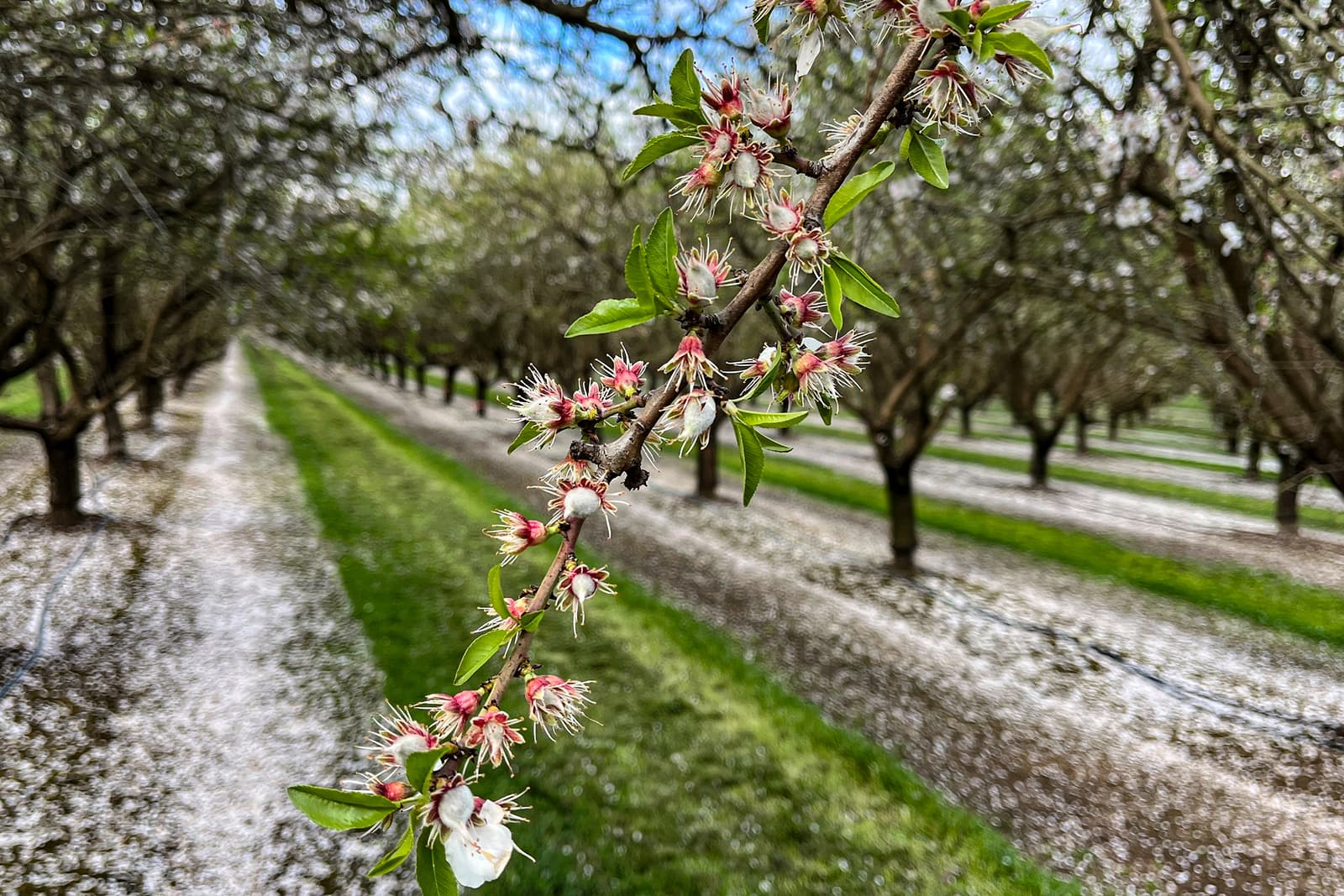 A close-up of a blossoming tree branch with pink flowers in an orchard; fallen petals cover the ground, and rows of trees extend into the distance.