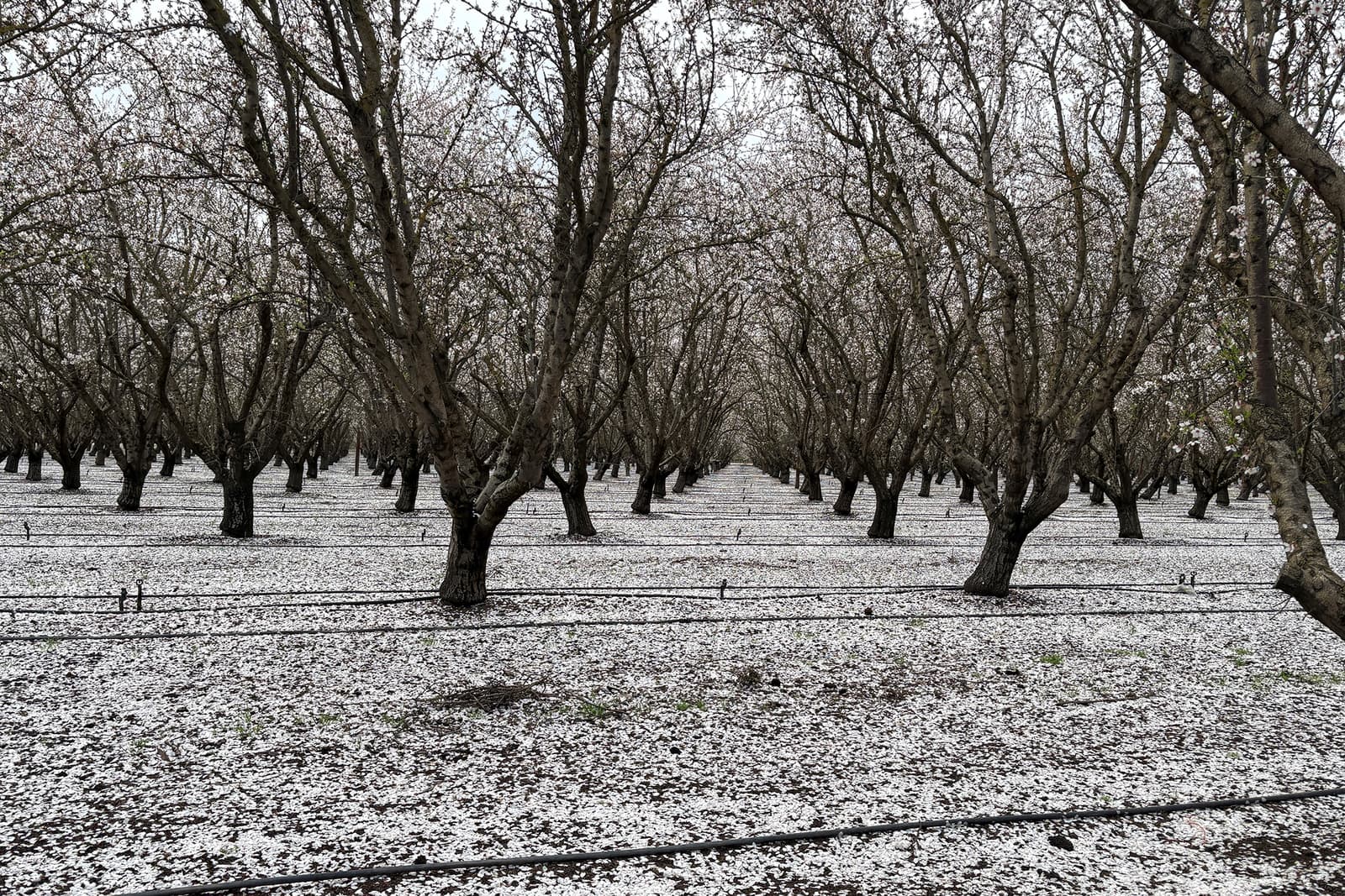 Rows of leafless trees stand in an orchard, with white blossoms scattered on the ground, creating a carpet-like effect. Drip irrigation lines run across the soil.