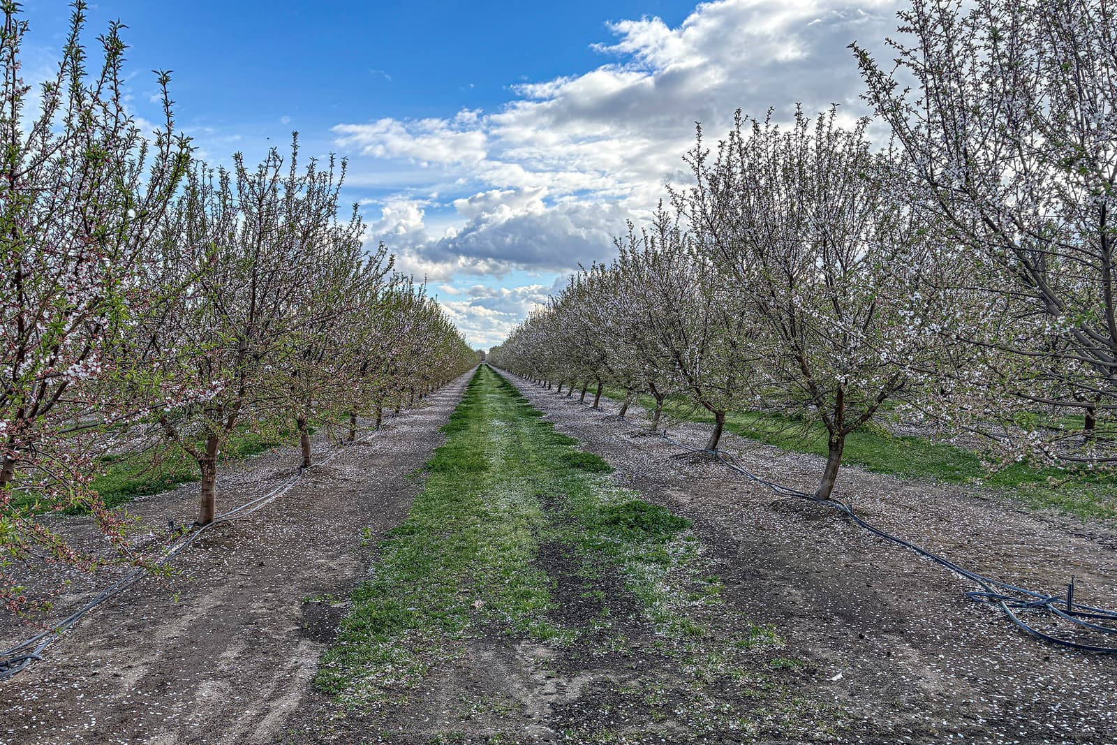 Rows of blossoming trees in an orchard stretch into the distance under a partly cloudy sky, with grass and dirt paths between them.