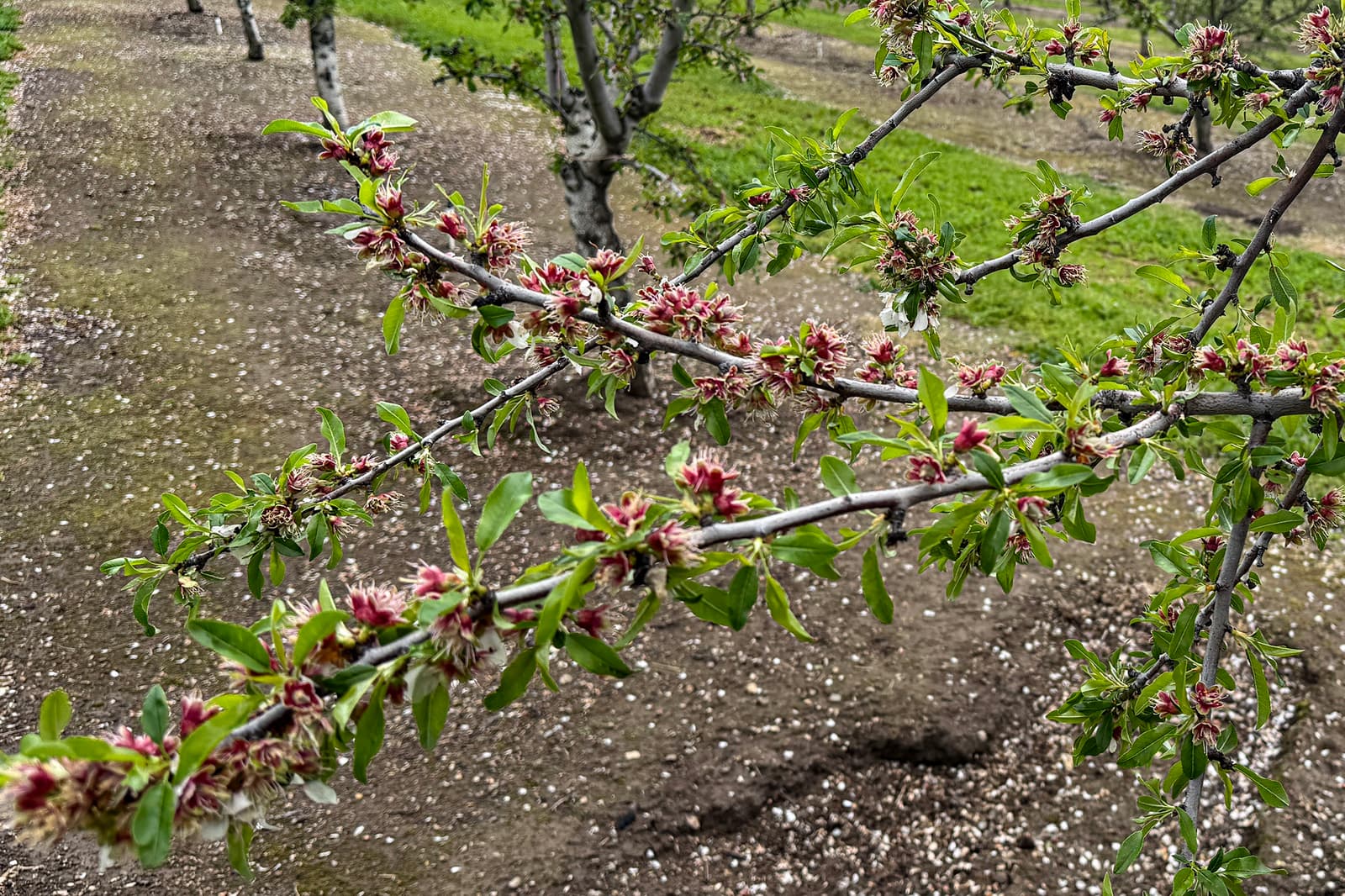 Tree branches with small green leaves and pink blossoms in focus, set in an orchard with rows of trees and scattered petals on the ground.