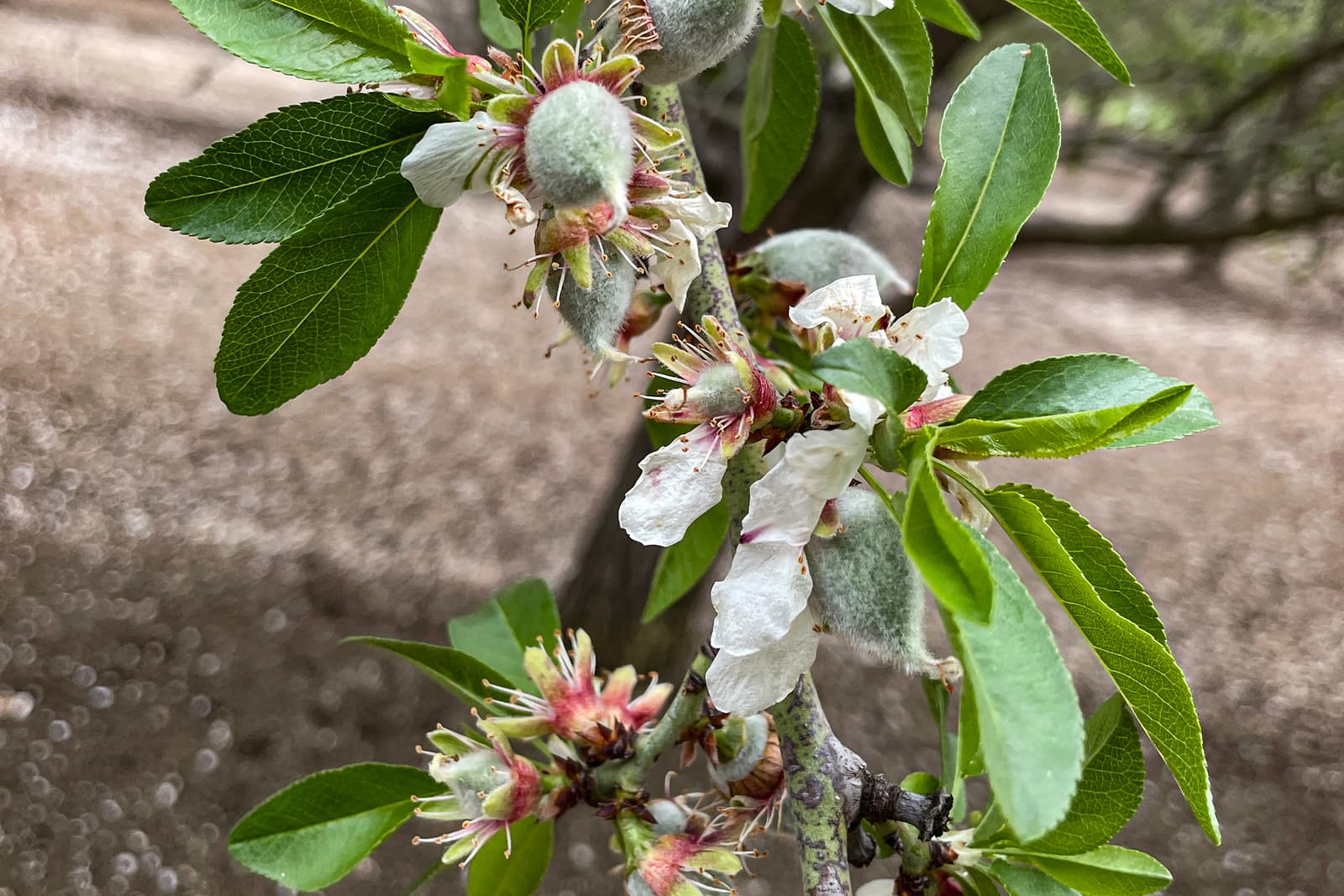 Close-up of a tree branch with green leaves, white blossoms, and fuzzy young fruit developing, with an out-of-focus natural background.