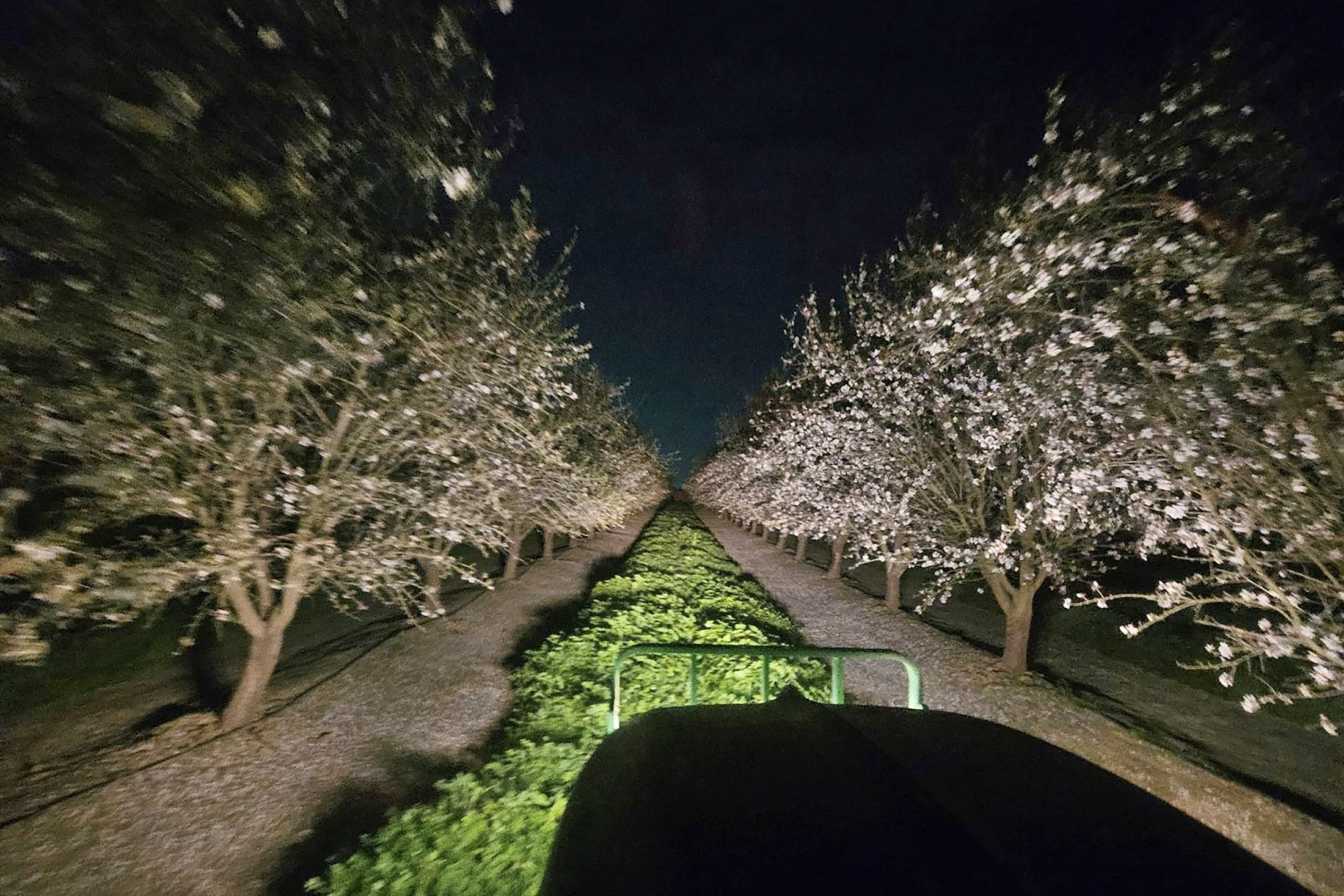 Nighttime view from a vehicle between two rows of flowering orchard trees, illuminated by headlights, with green plants growing in the center.