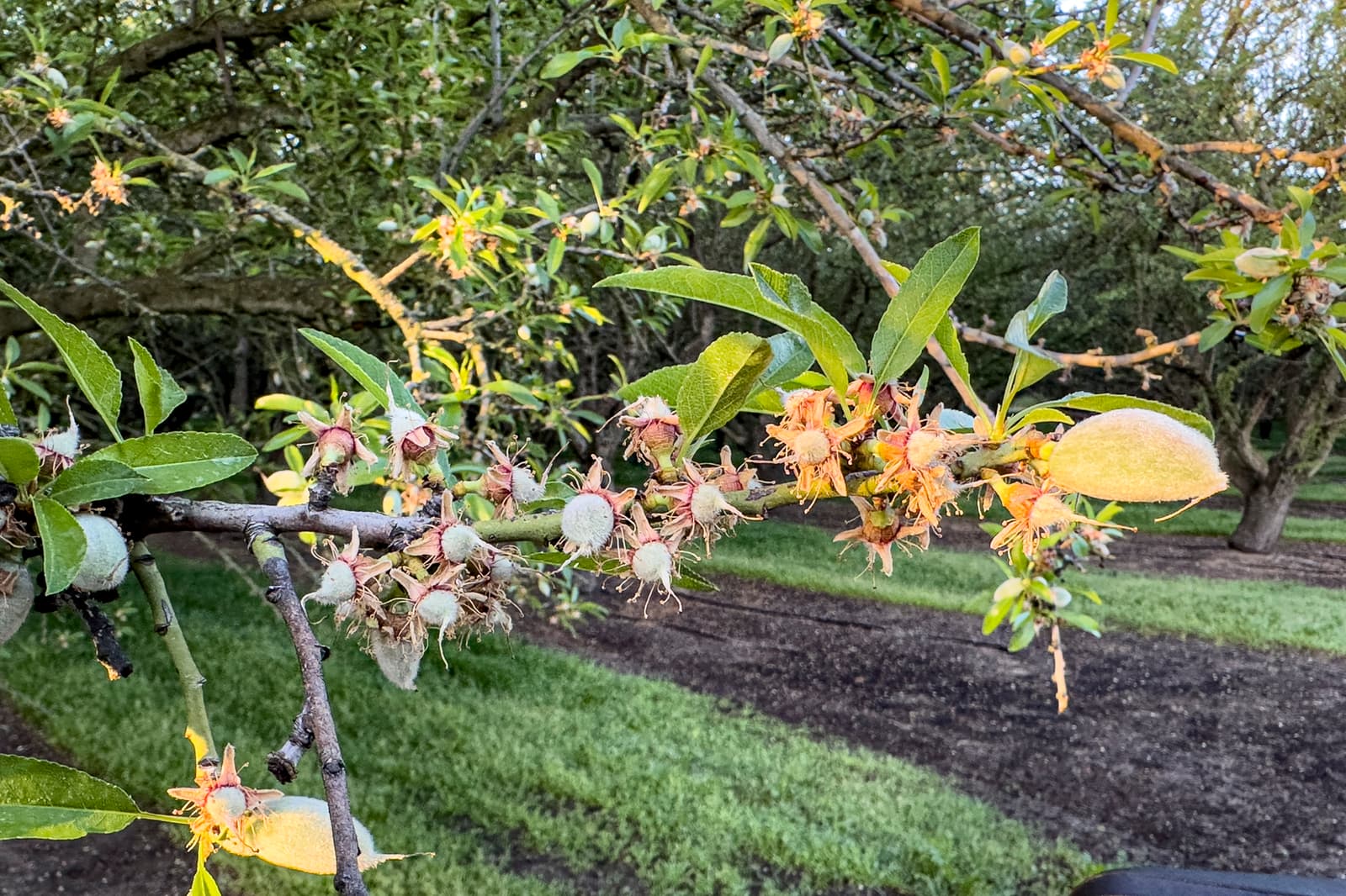 Young almonds growing on a tree branch, surrounded by green leaves and remnants of almond blossoms; orchard rows and grass in the background.