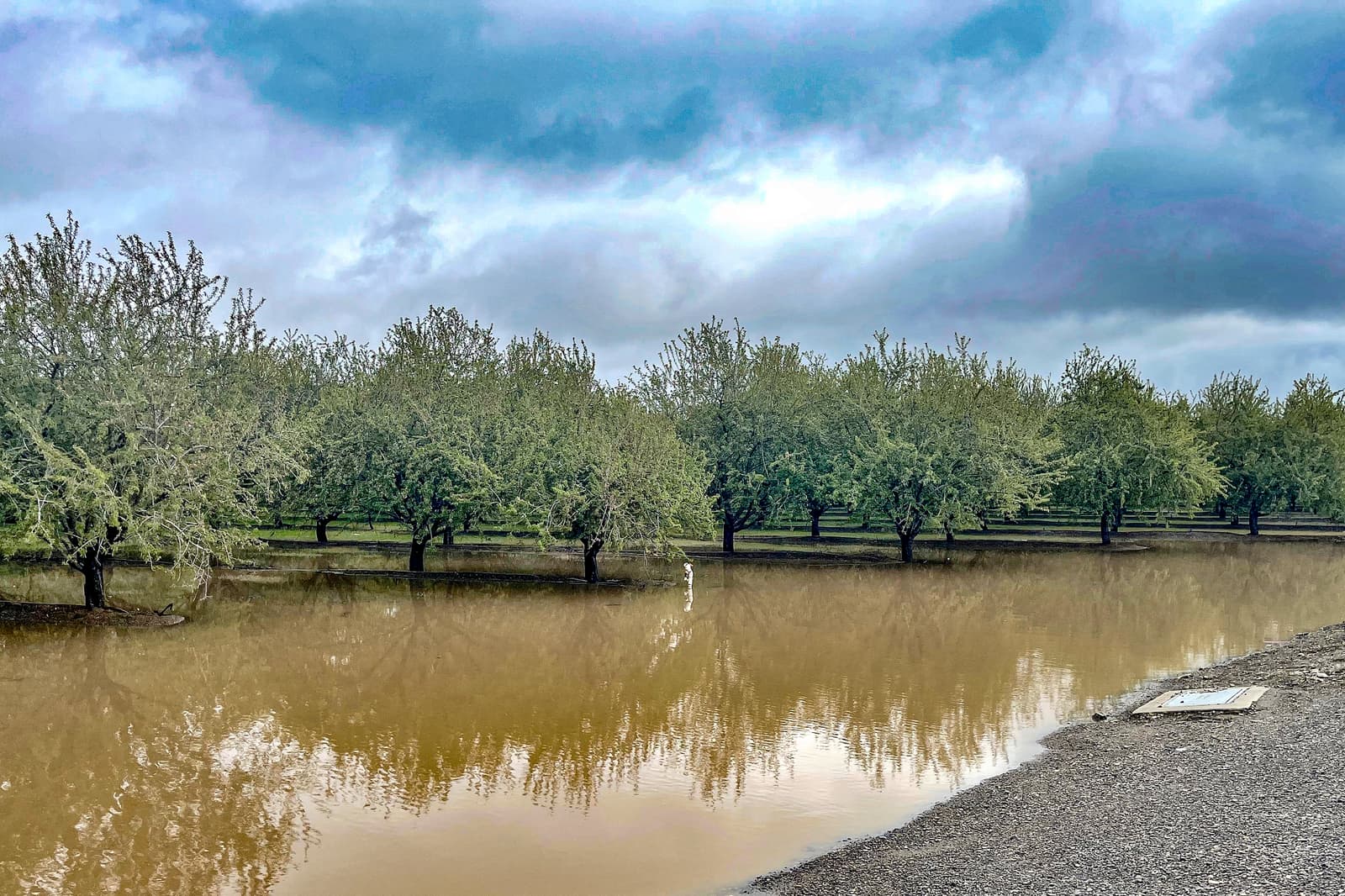 Flooded orchard with brown water covering the ground, rows of trees in the background, and cloudy sky above.