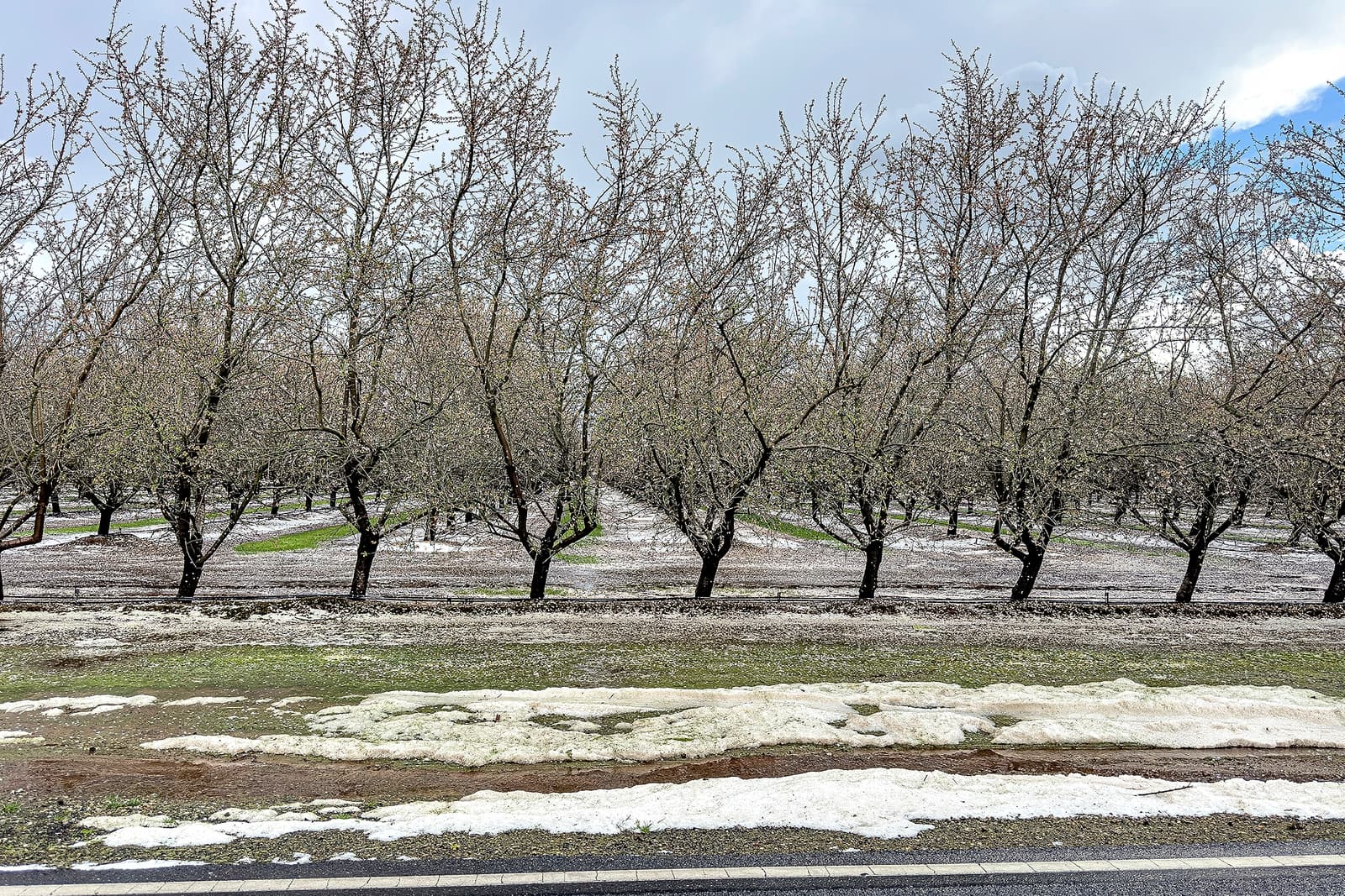 A row of bare trees in an orchard with patches of melting snow on the ground beside a paved road under a cloudy sky.